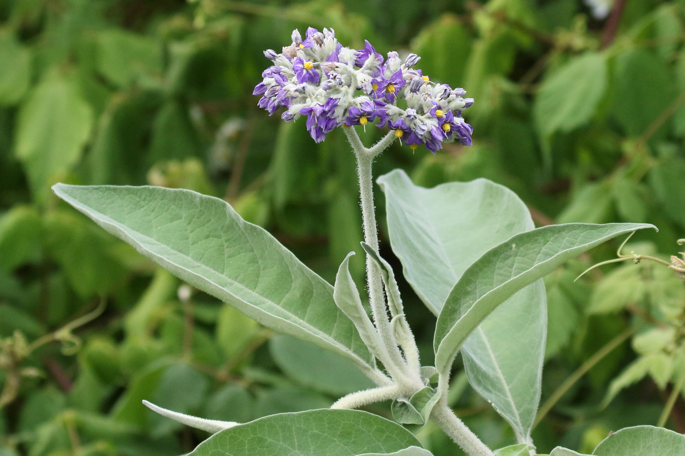 solanum_mauritianum8md