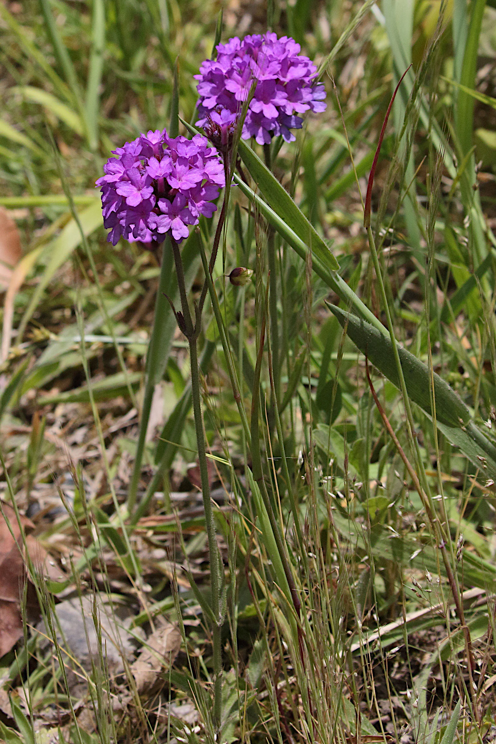 verbena_rigida5md