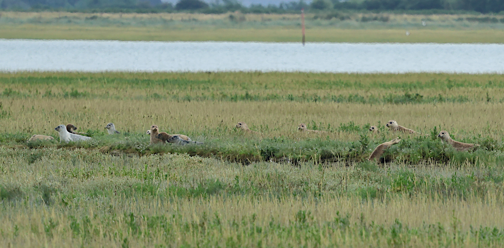 phoca_vitullina_colonie_baie_des_veysbd