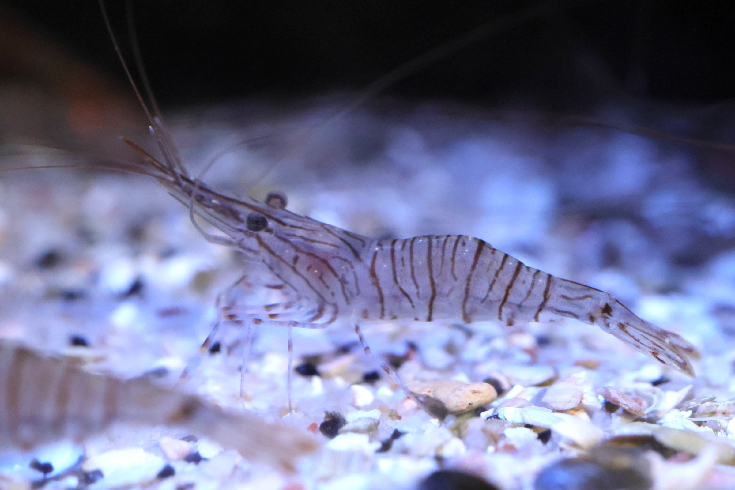 Afficher le média palaemon_serratus4md palaemon_serratus4md