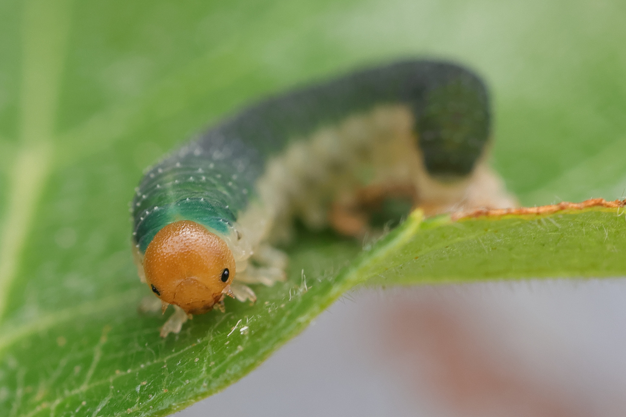 apethymus_apicalis_larv2md