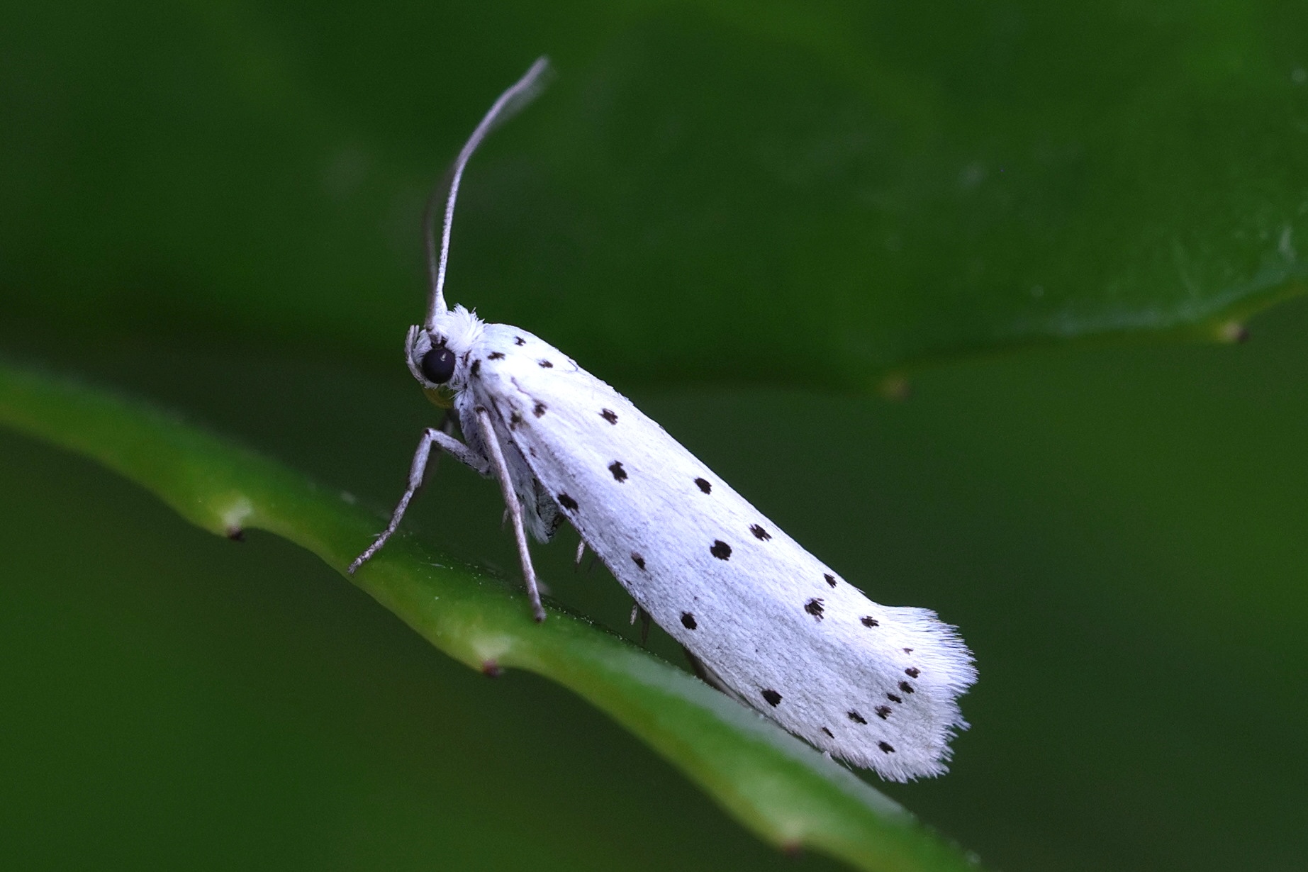 Afficher le média yponomeuta_padella5md yponomeuta_padella5md