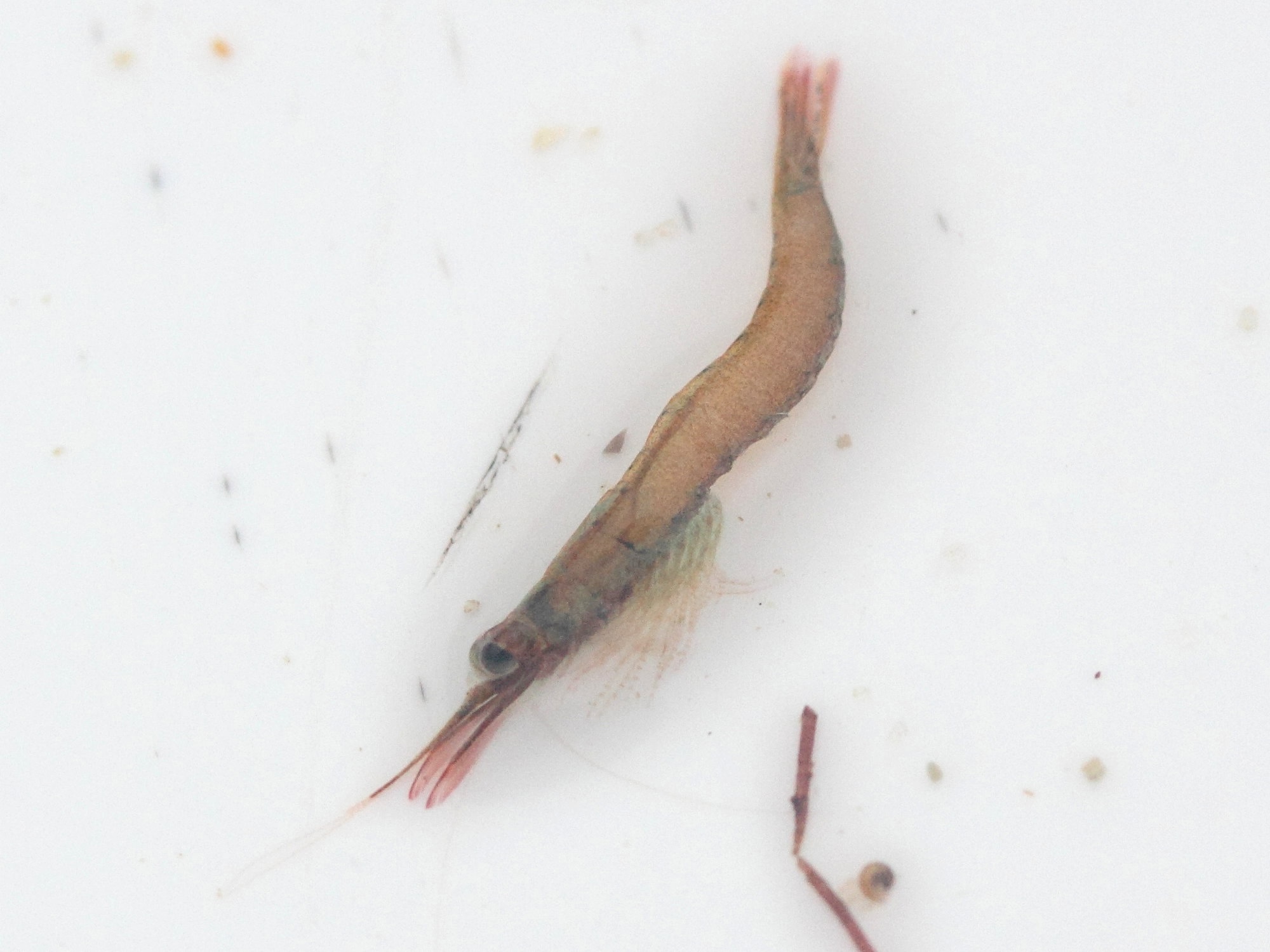 praunus_flexuosus1md