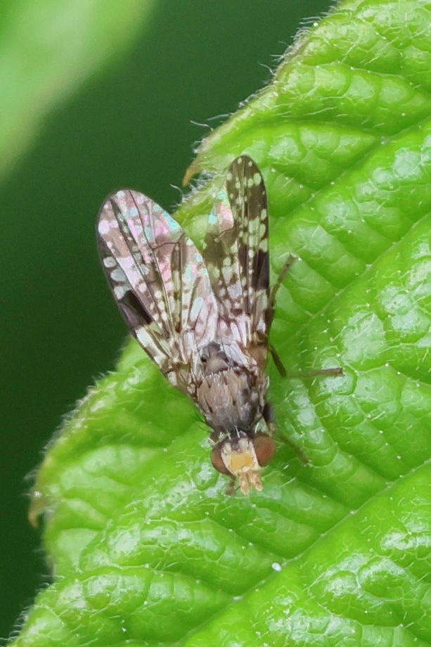 tephritis_vespertina1bd