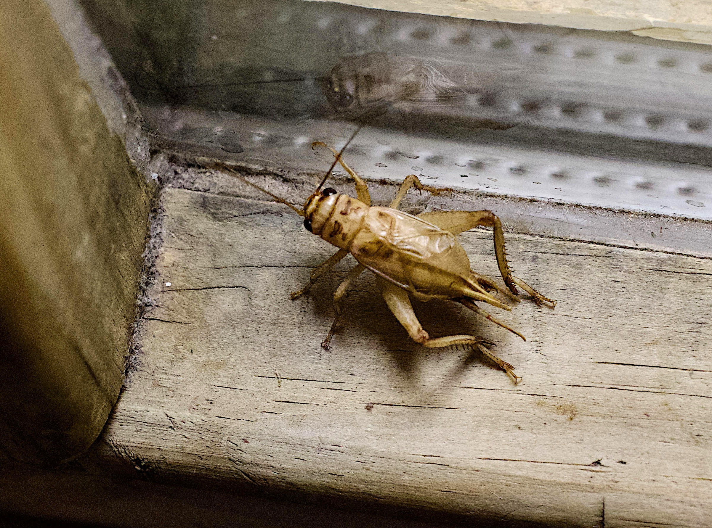 acheta_domesticus2md