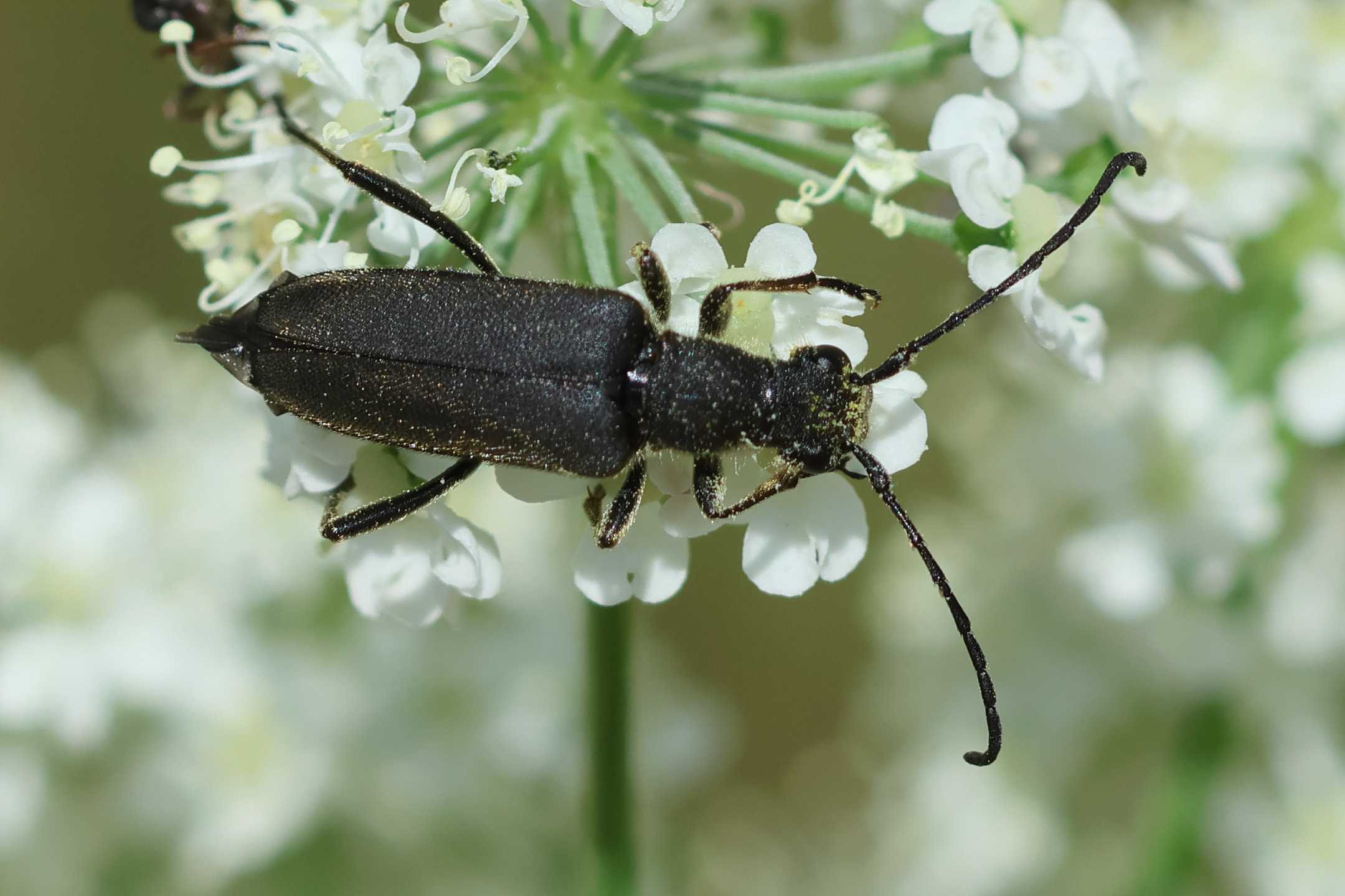 anastrangalia_dubia1bd