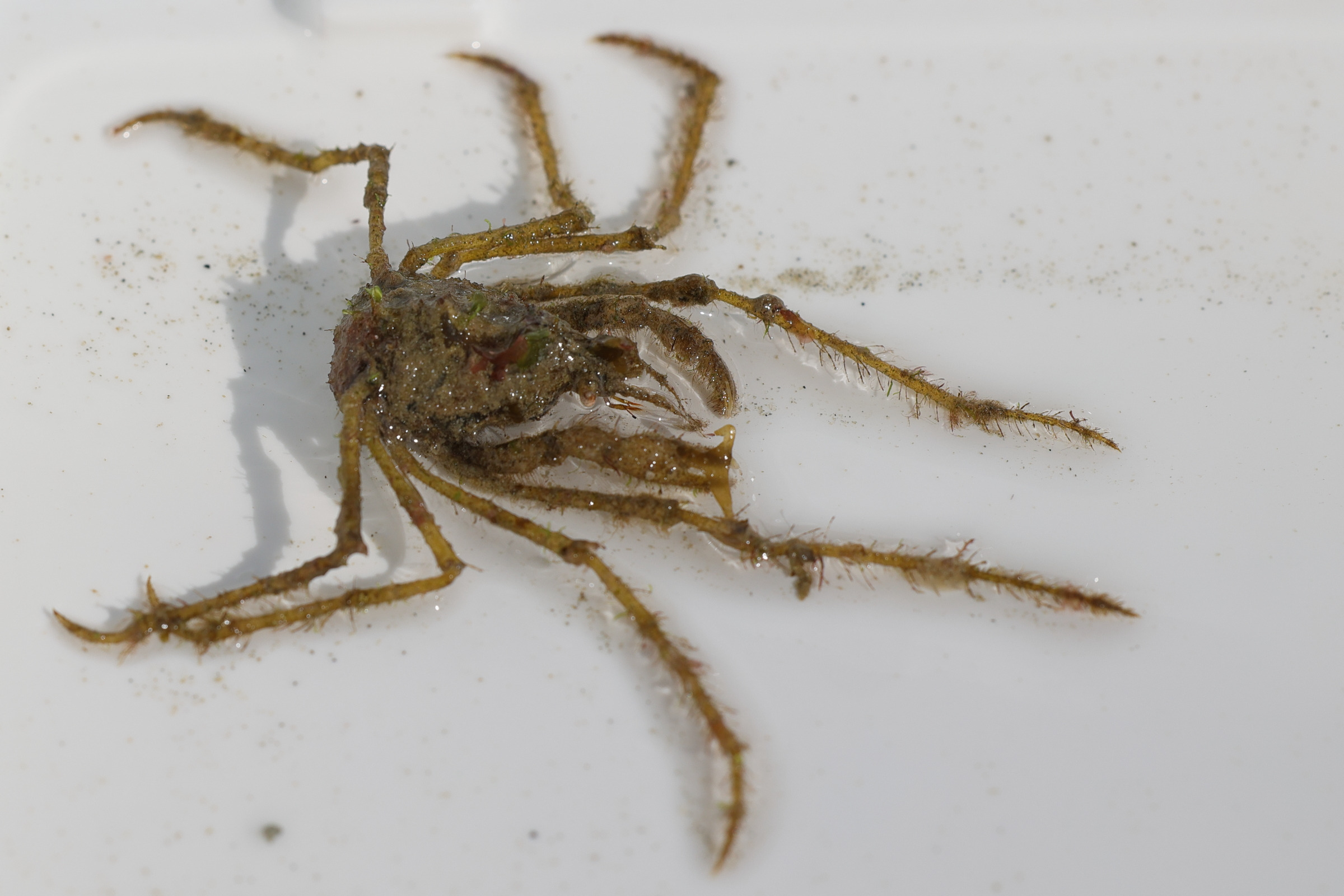 macropodia_rostrata7md