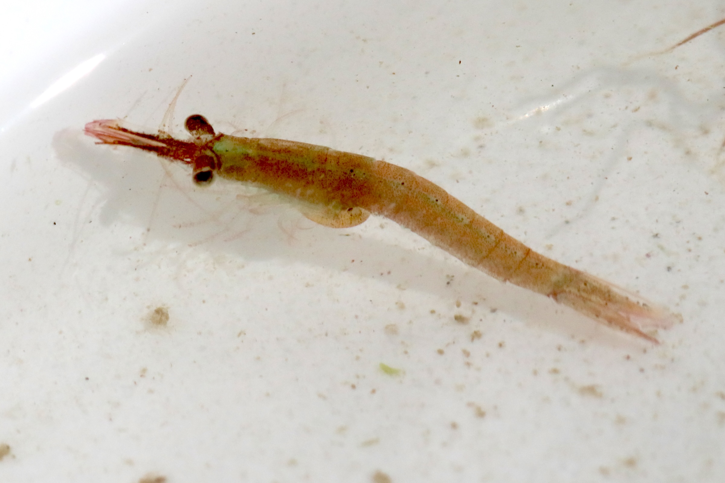 praunus_flexuosus4bd