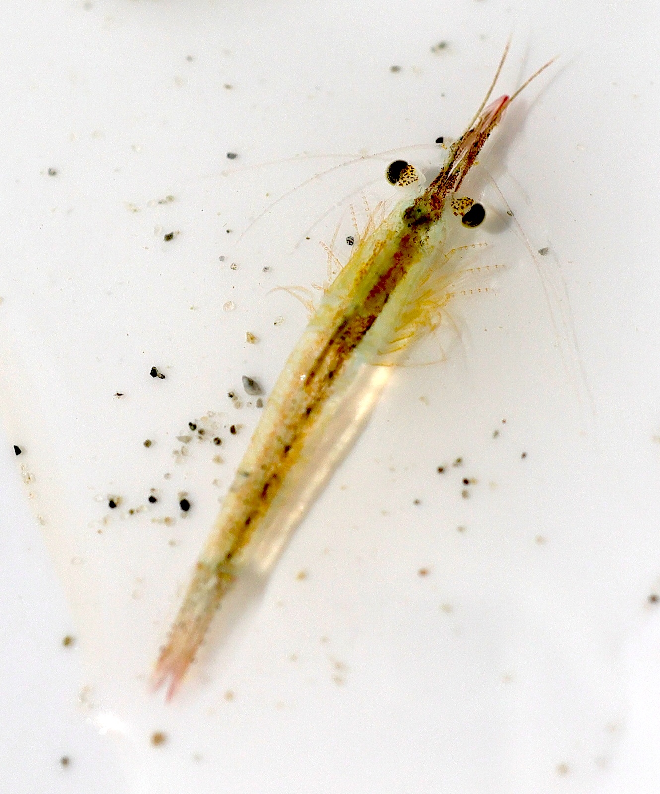 praunus_flexuosus5md