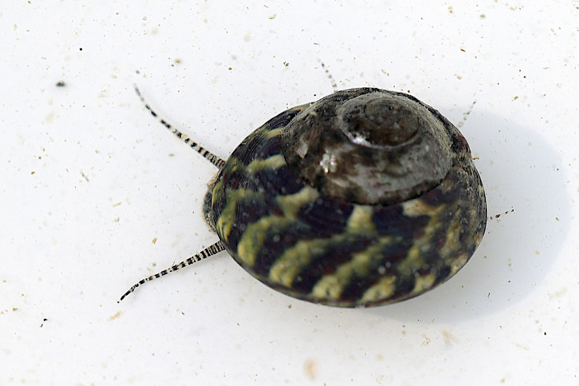 steromphala_pennanti4md