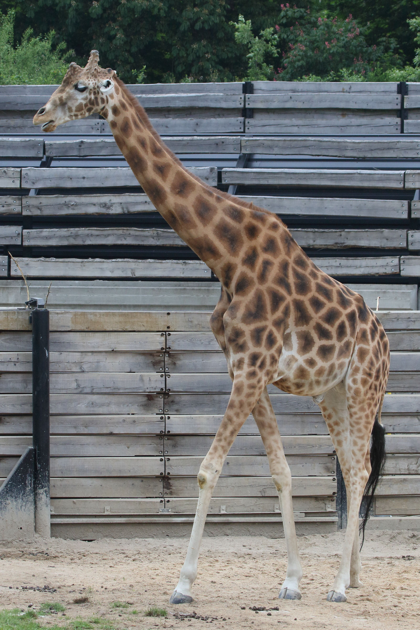 giraffa_camelopardalis_peralta3md