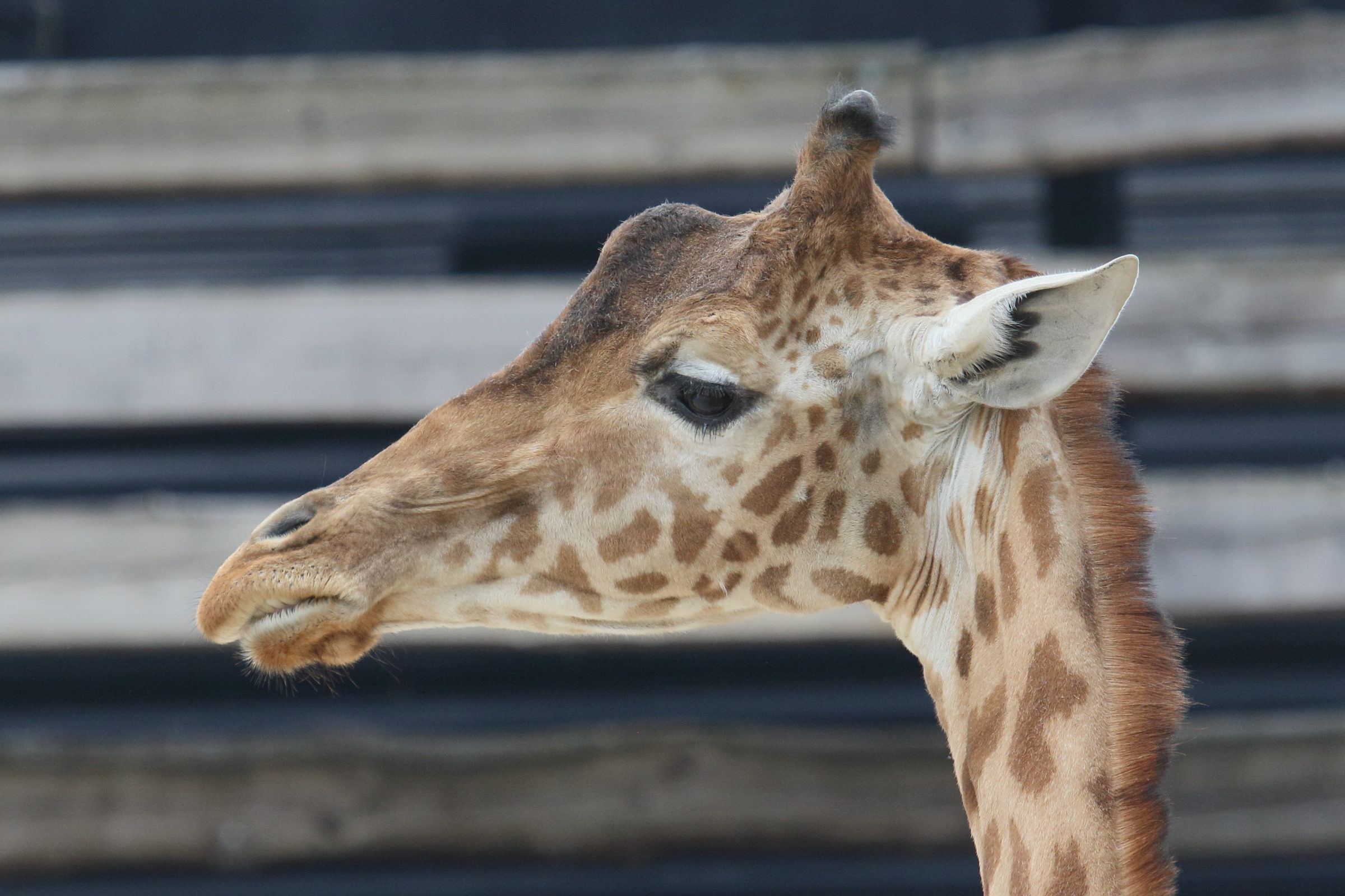 giraffa_camelopardalis_peralta4md