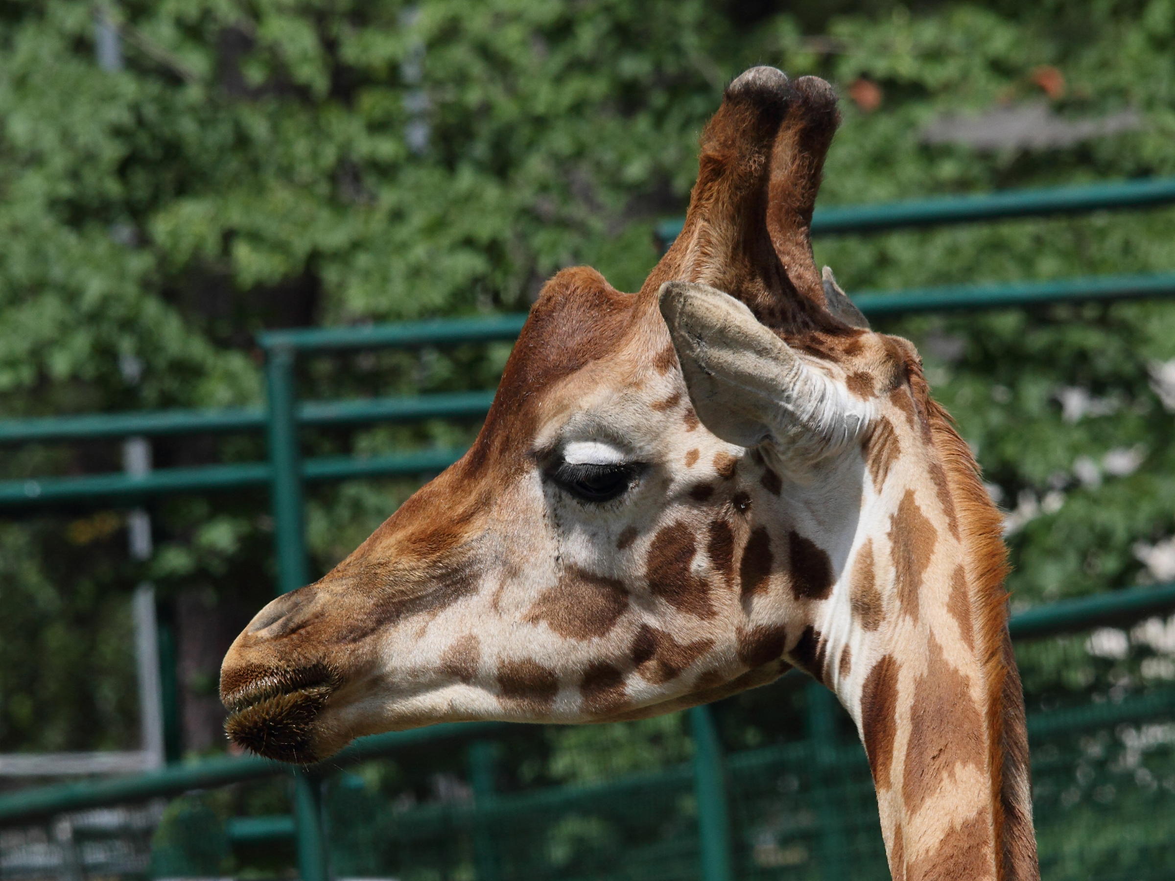 giraffa_camelopardalis_camelopardalis1bd