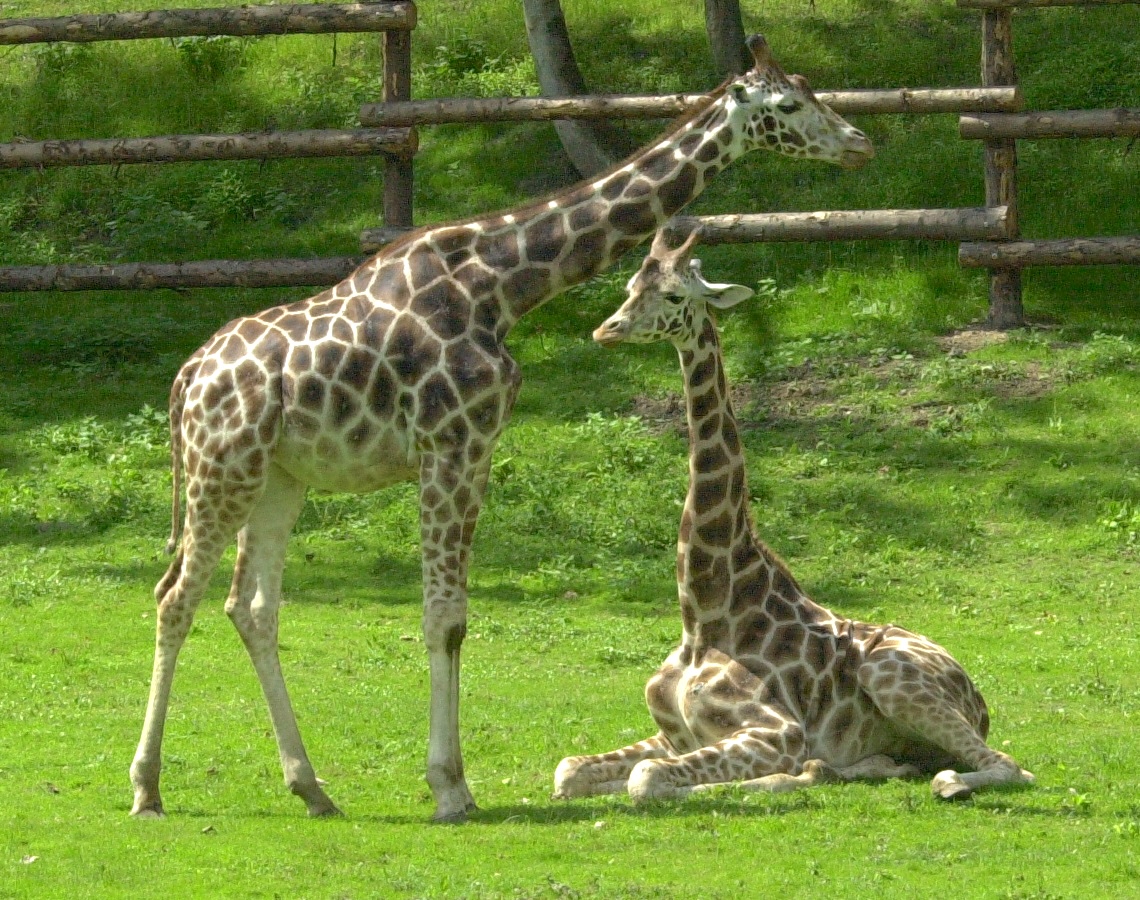 giraffa_camelopardalis_camelopardalis2md