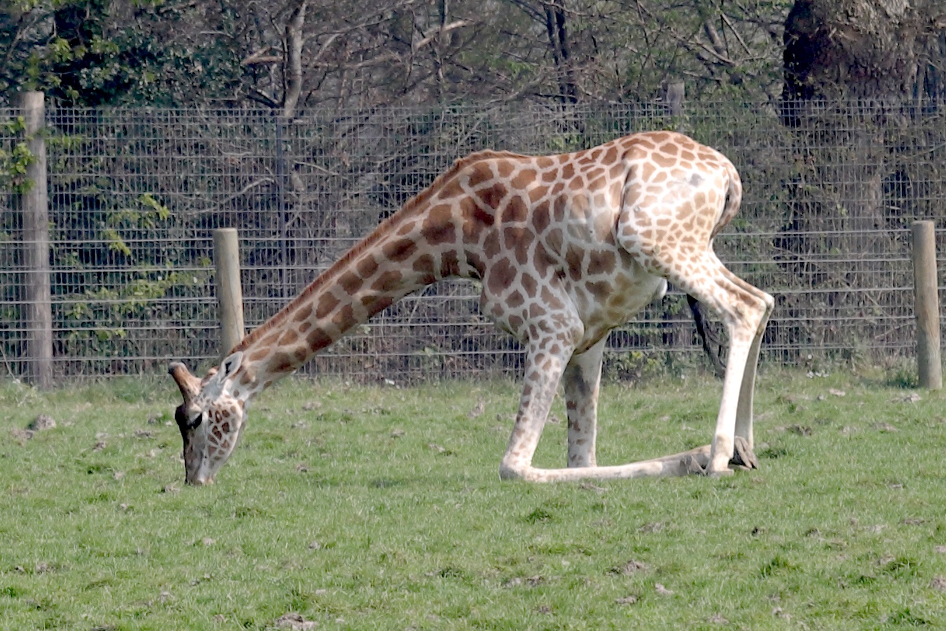 giraffa_camelopardalis_peralta2bd