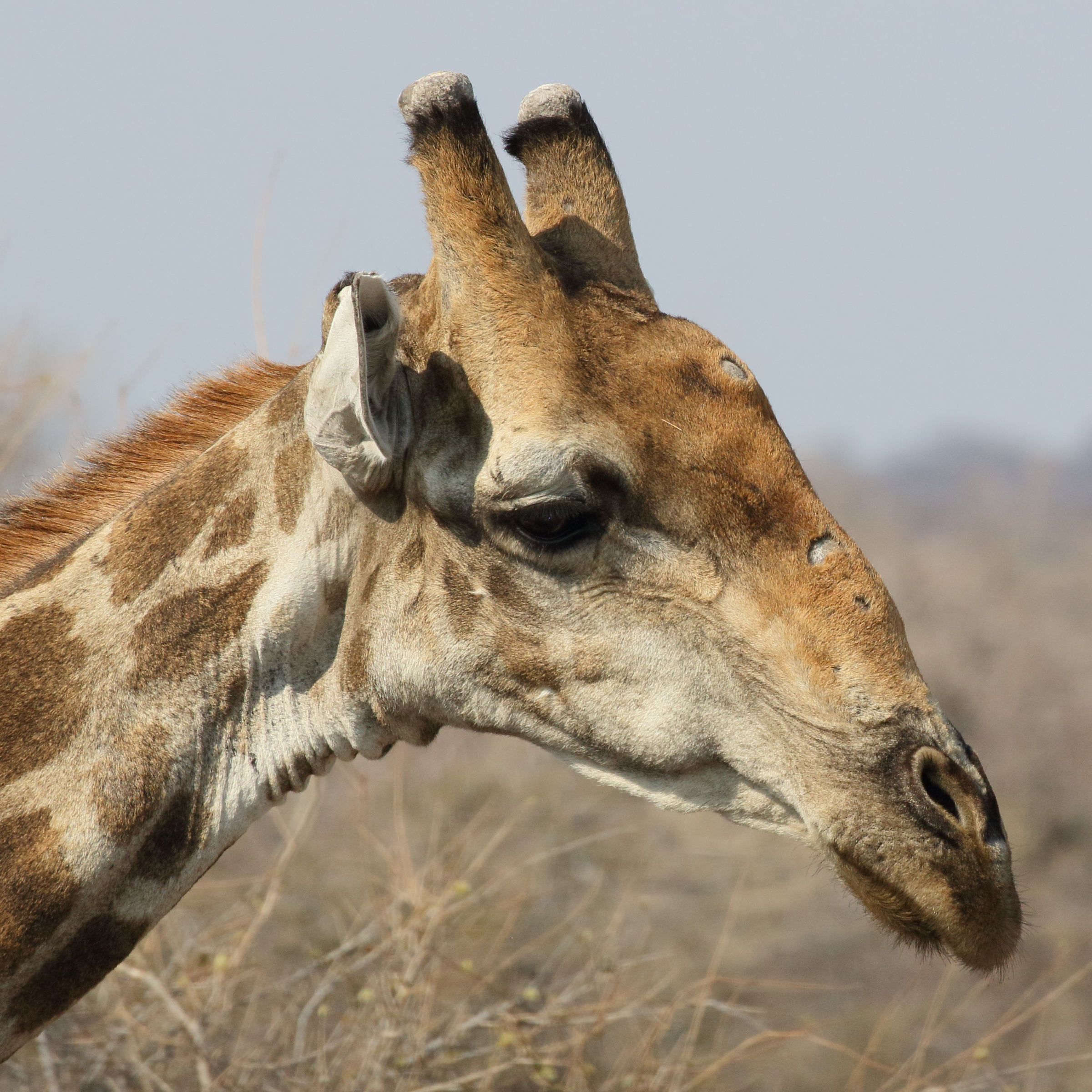 giraffa_giraffa_angolensis2bd