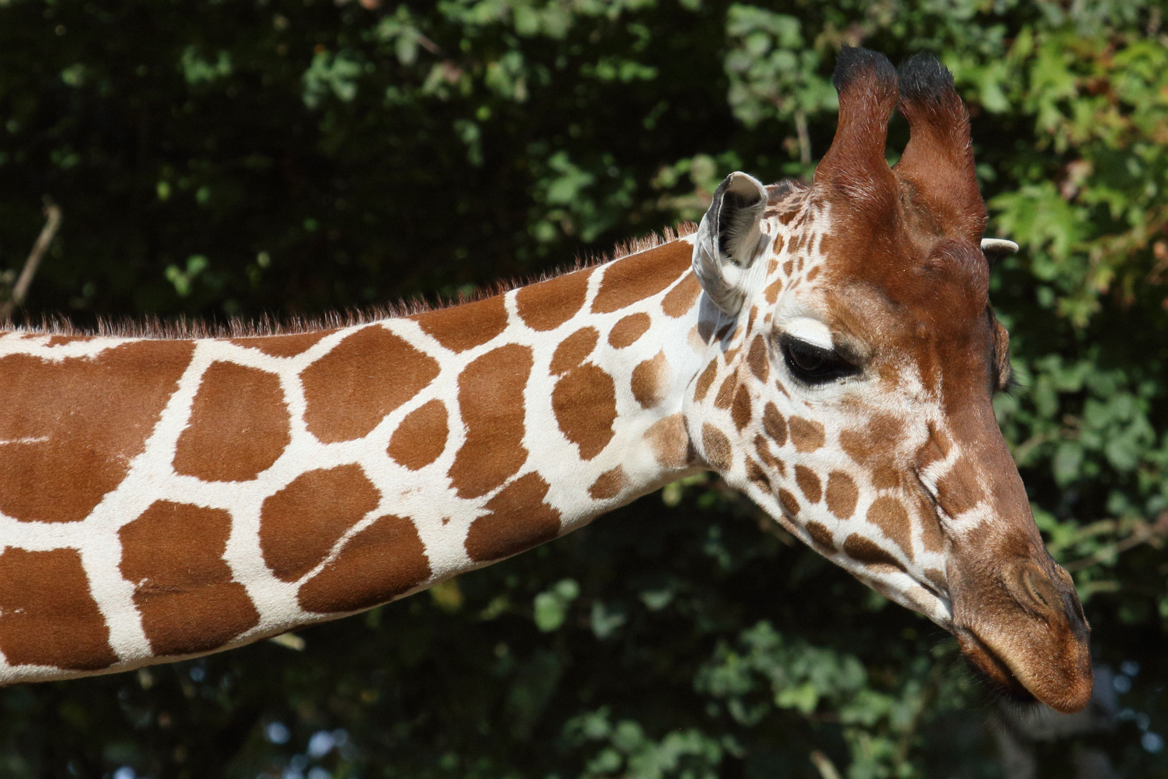 giraffa_reticulata2md