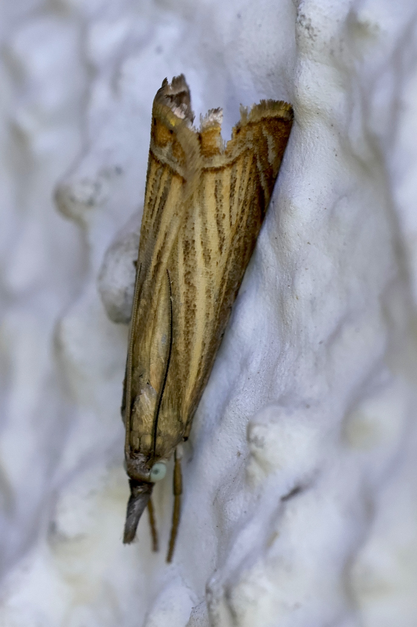 chrysoteuchia_culmella6md