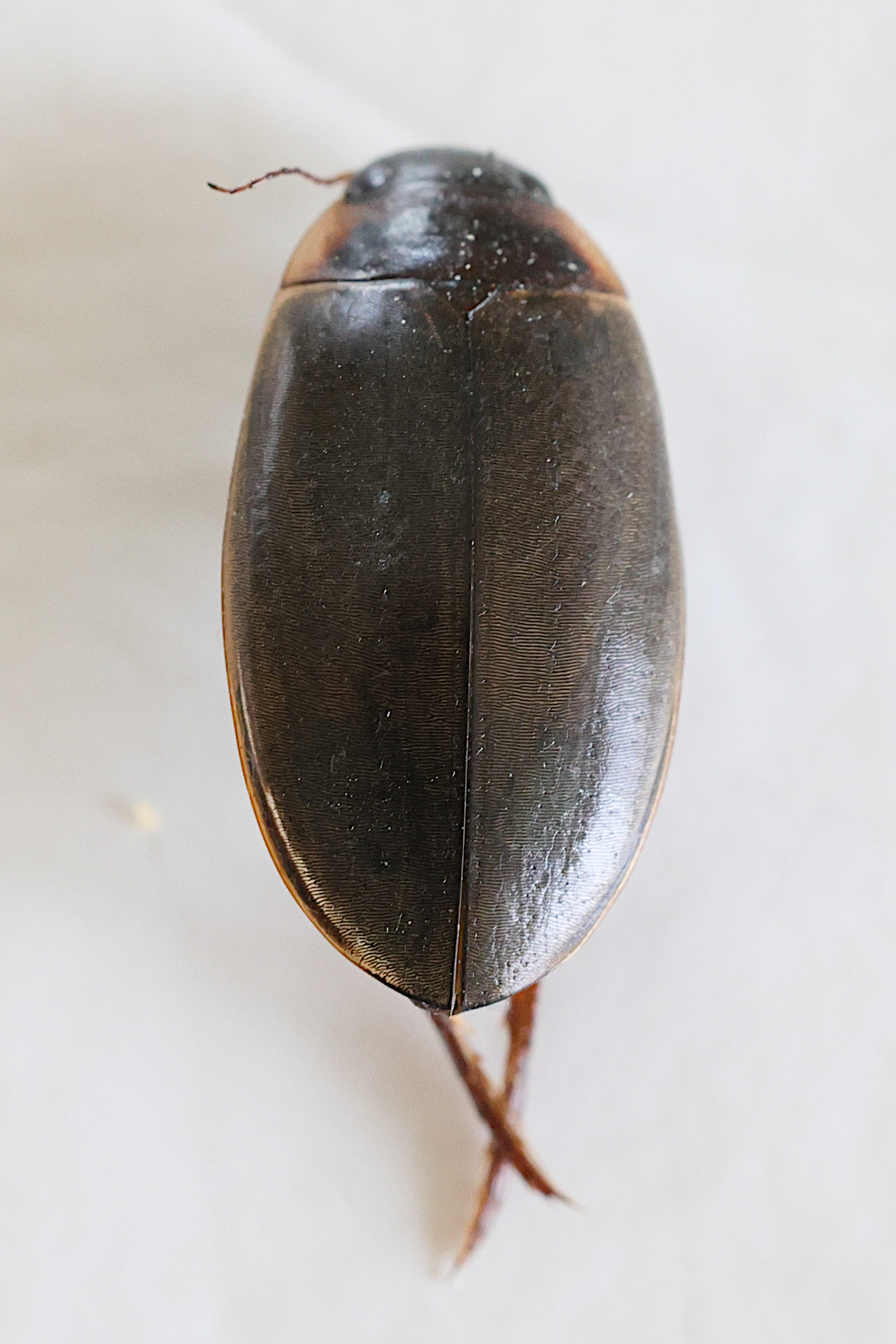 colymbetes_fuscus1md