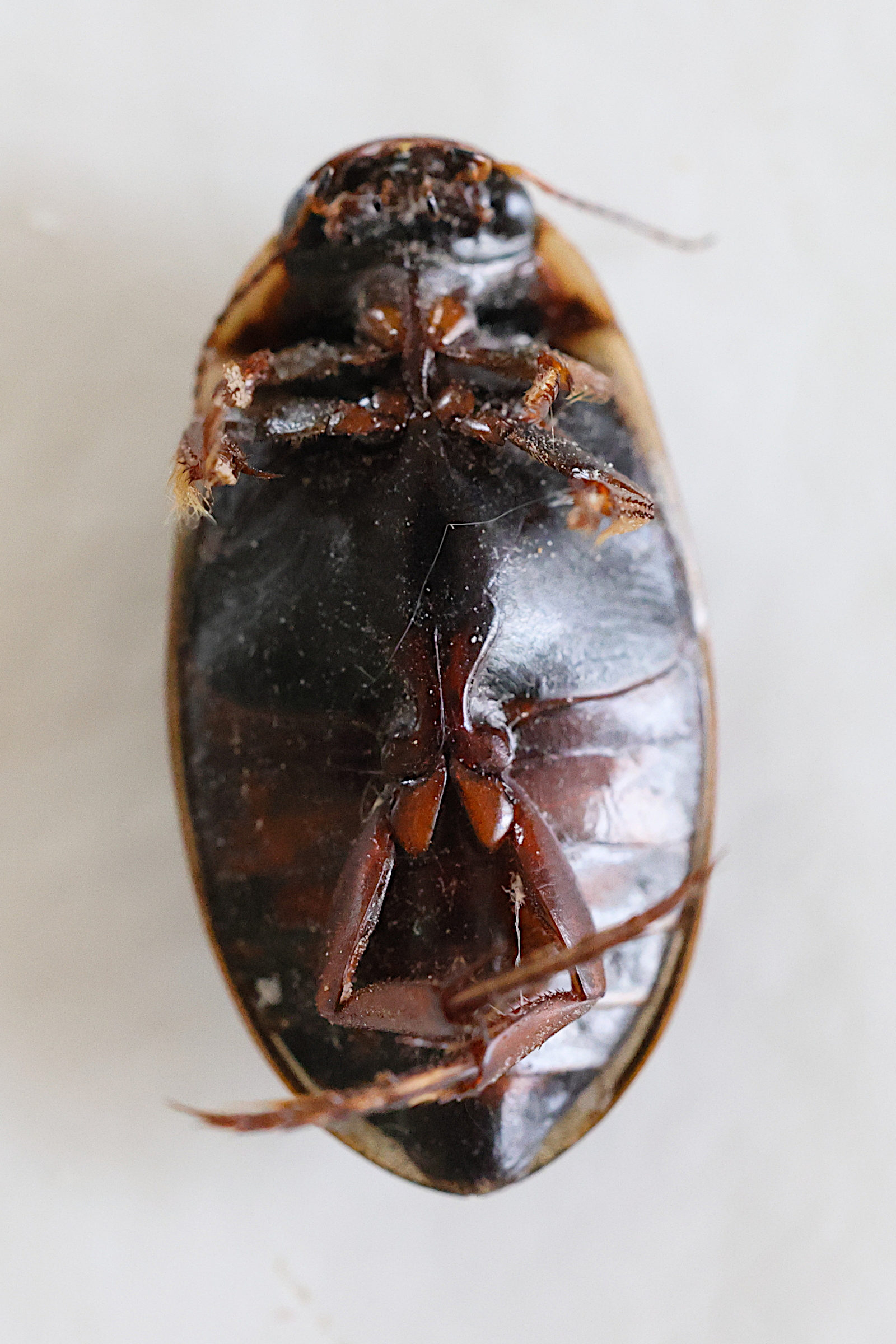 colymbetes_fuscus2md