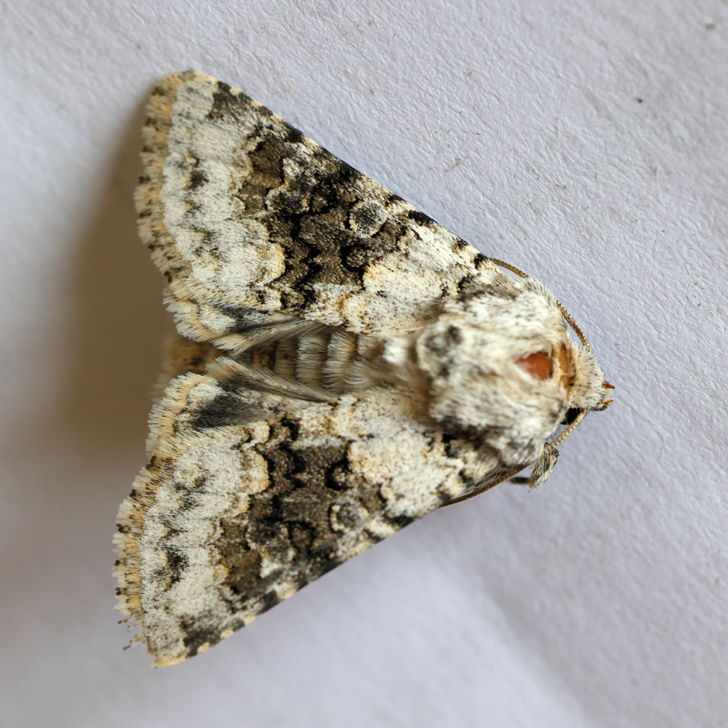 hecater_bicolorata3md