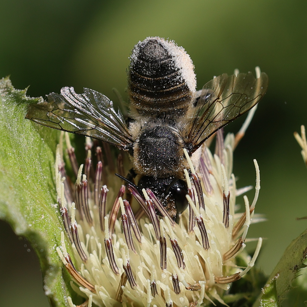 Afficher le média megachile_willughbiella1md megachile_willughbiella1md