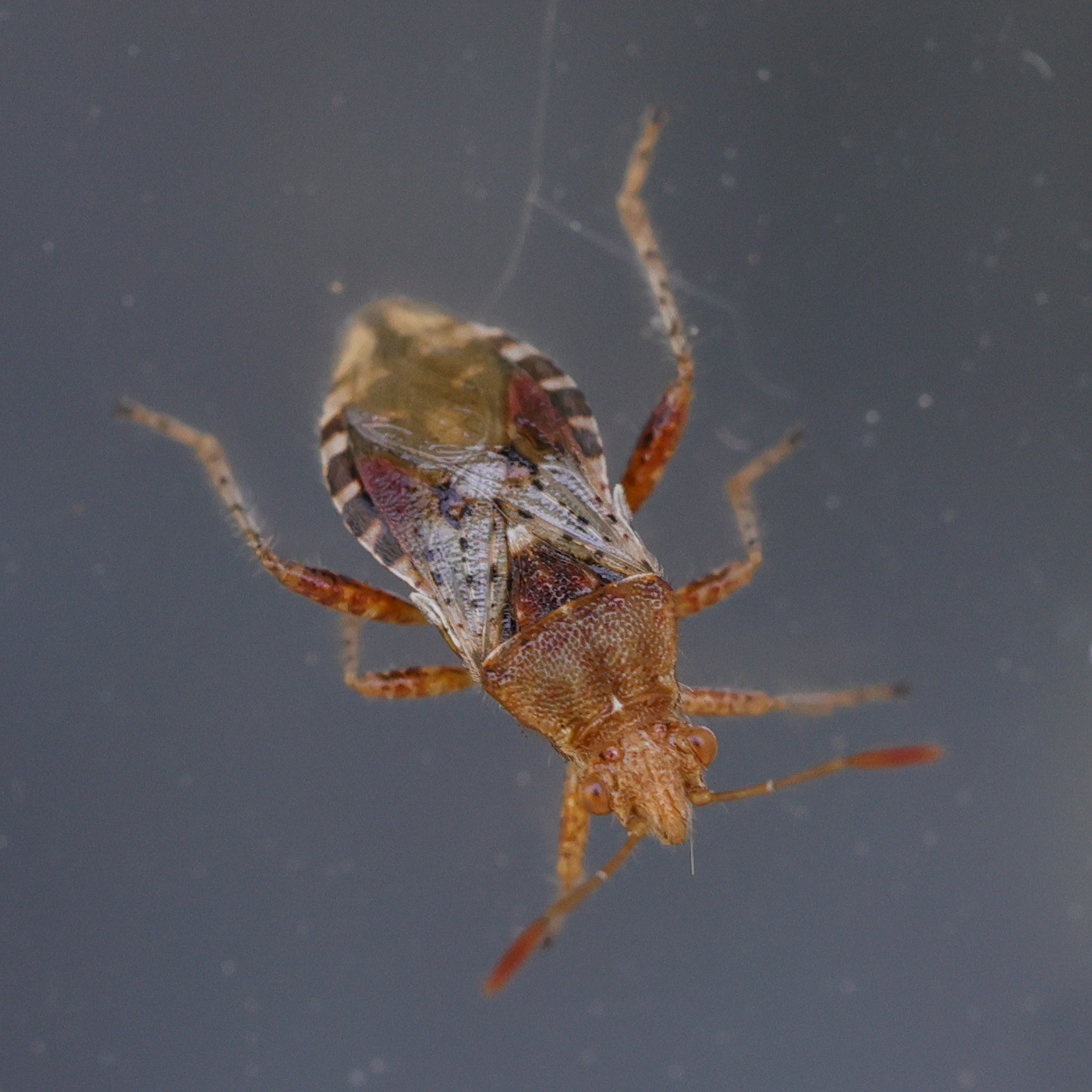 rhopalus_subrufus2md