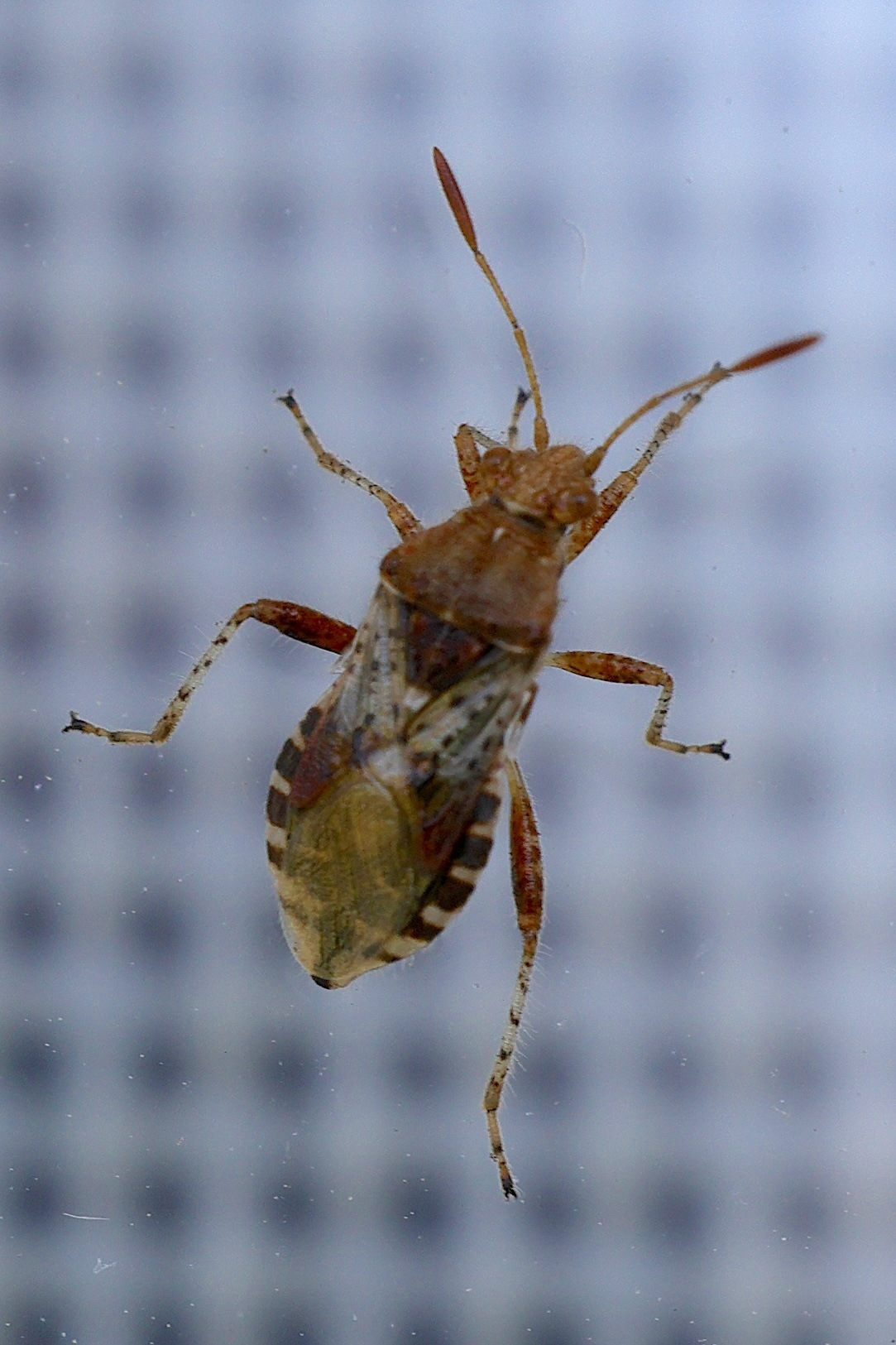 rhopalus_subrufus3md