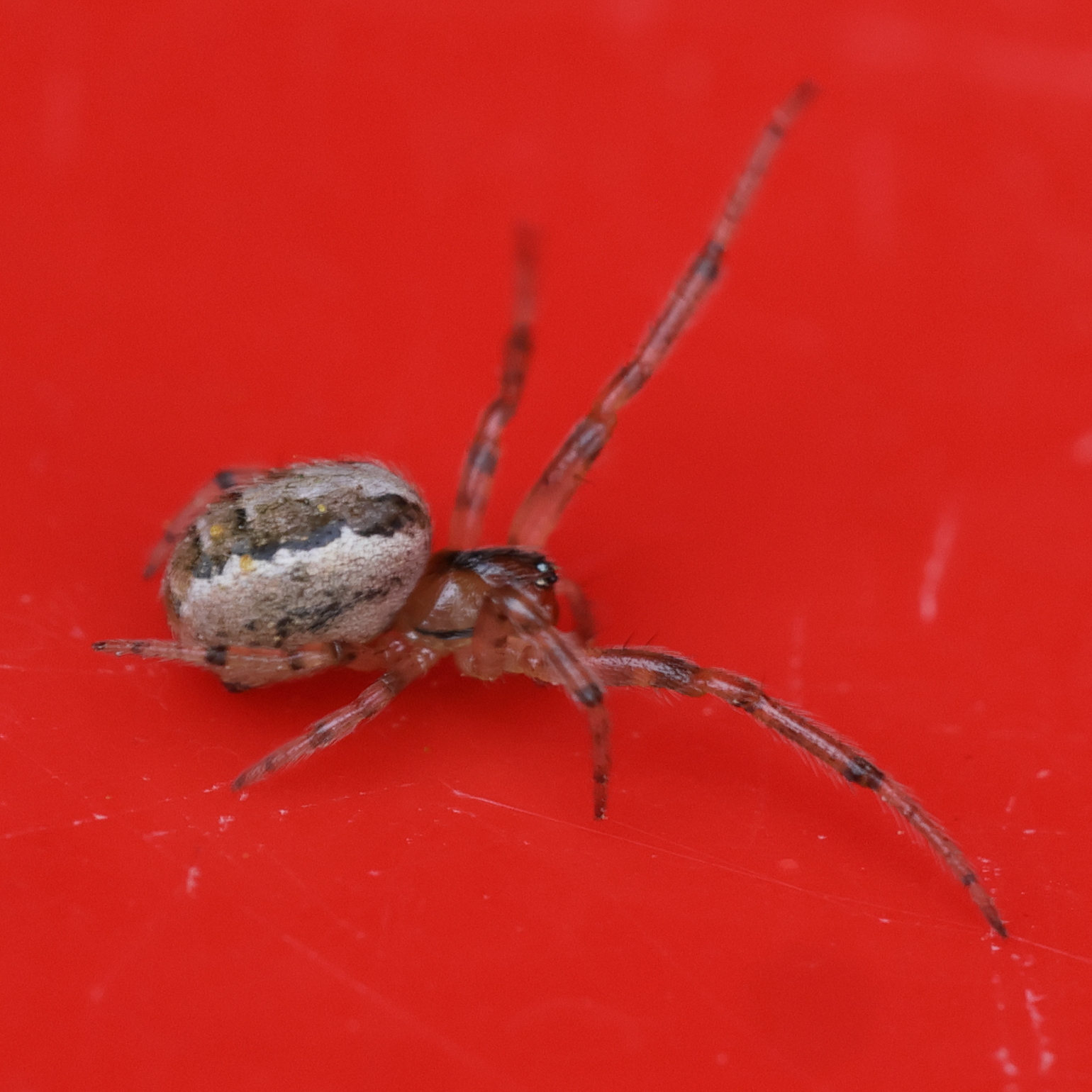 zygiella_x_notata9md