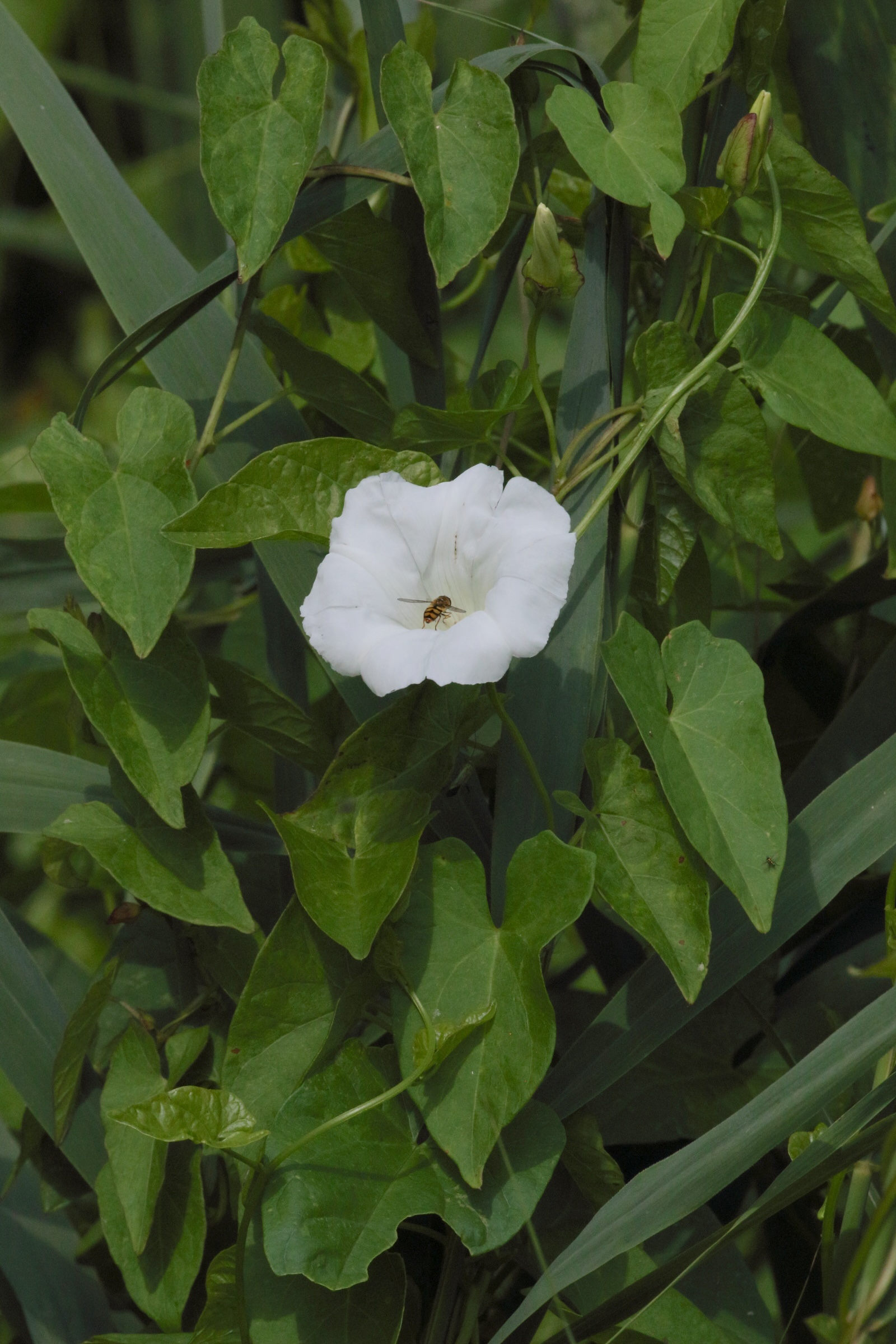 Afficher le média convolvulus_sepium1md convolvulus_sepium1md