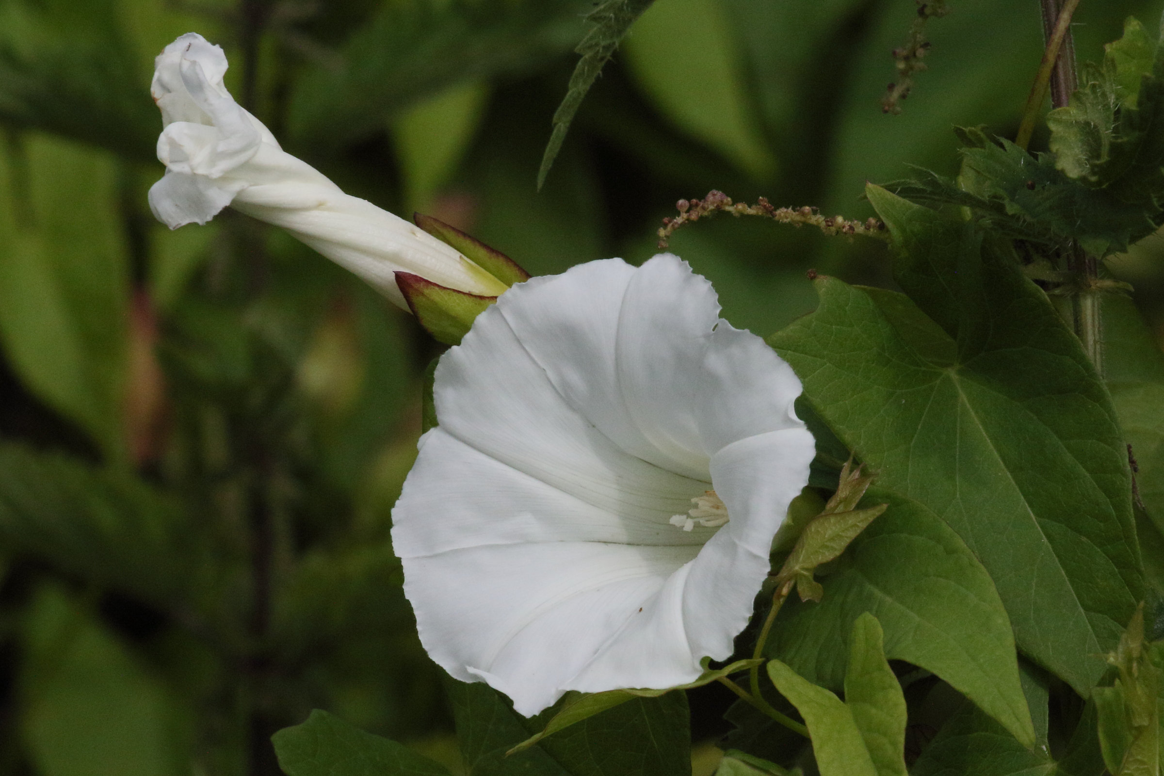 Afficher le média convolvulus_sepium2md convolvulus_sepium2md