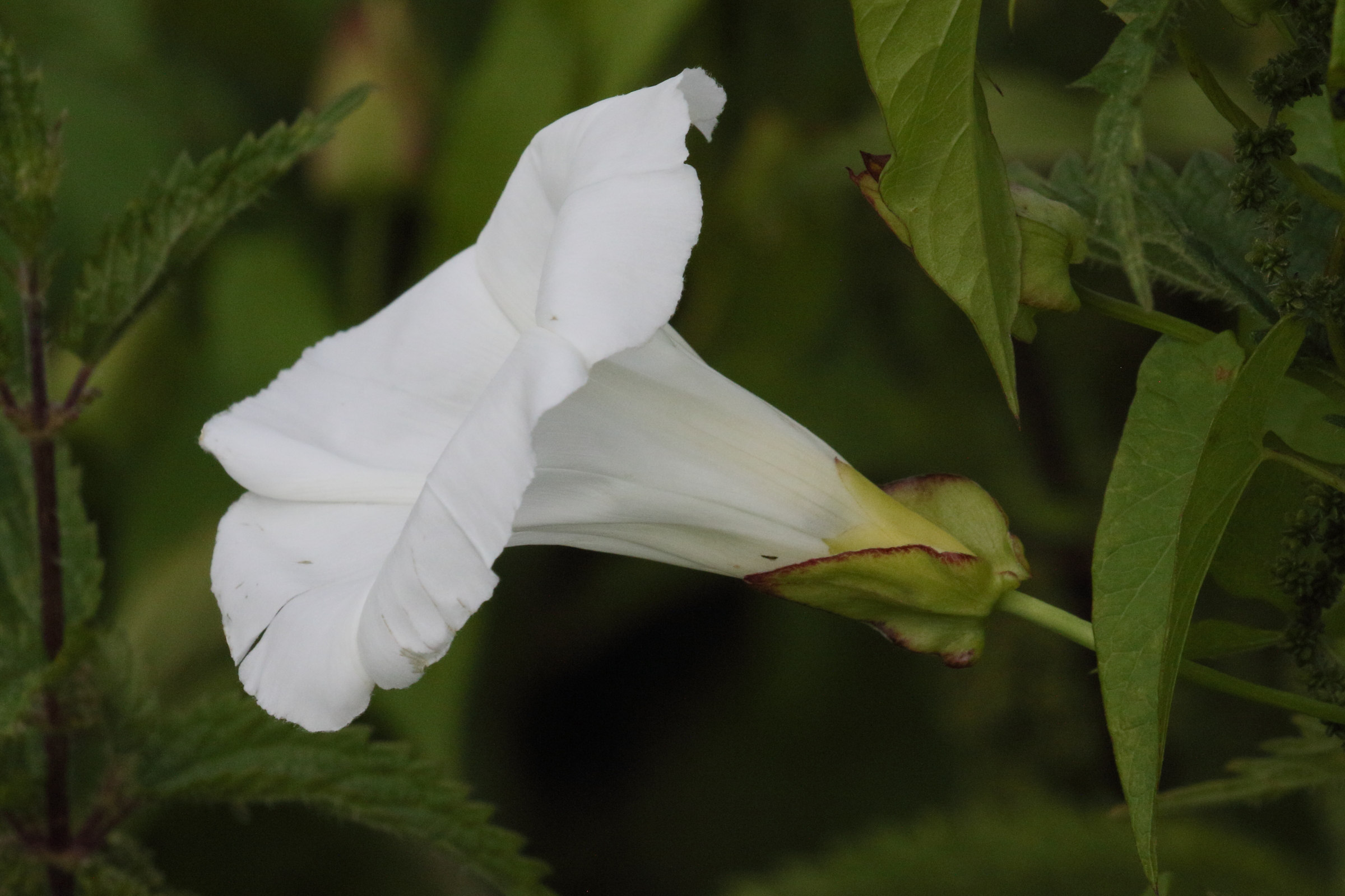 Afficher le média convolvulus_sepium3md convolvulus_sepium3md