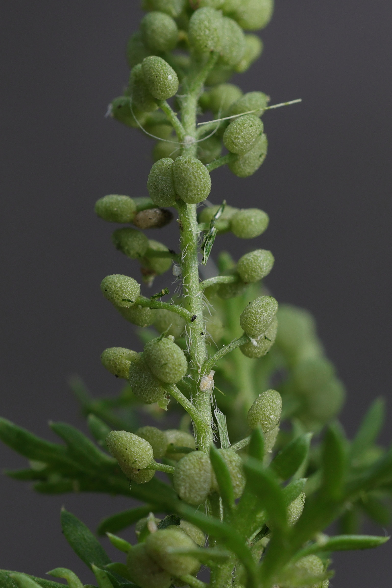 Afficher le média lepidium_didymum6md lepidium_didymum6md