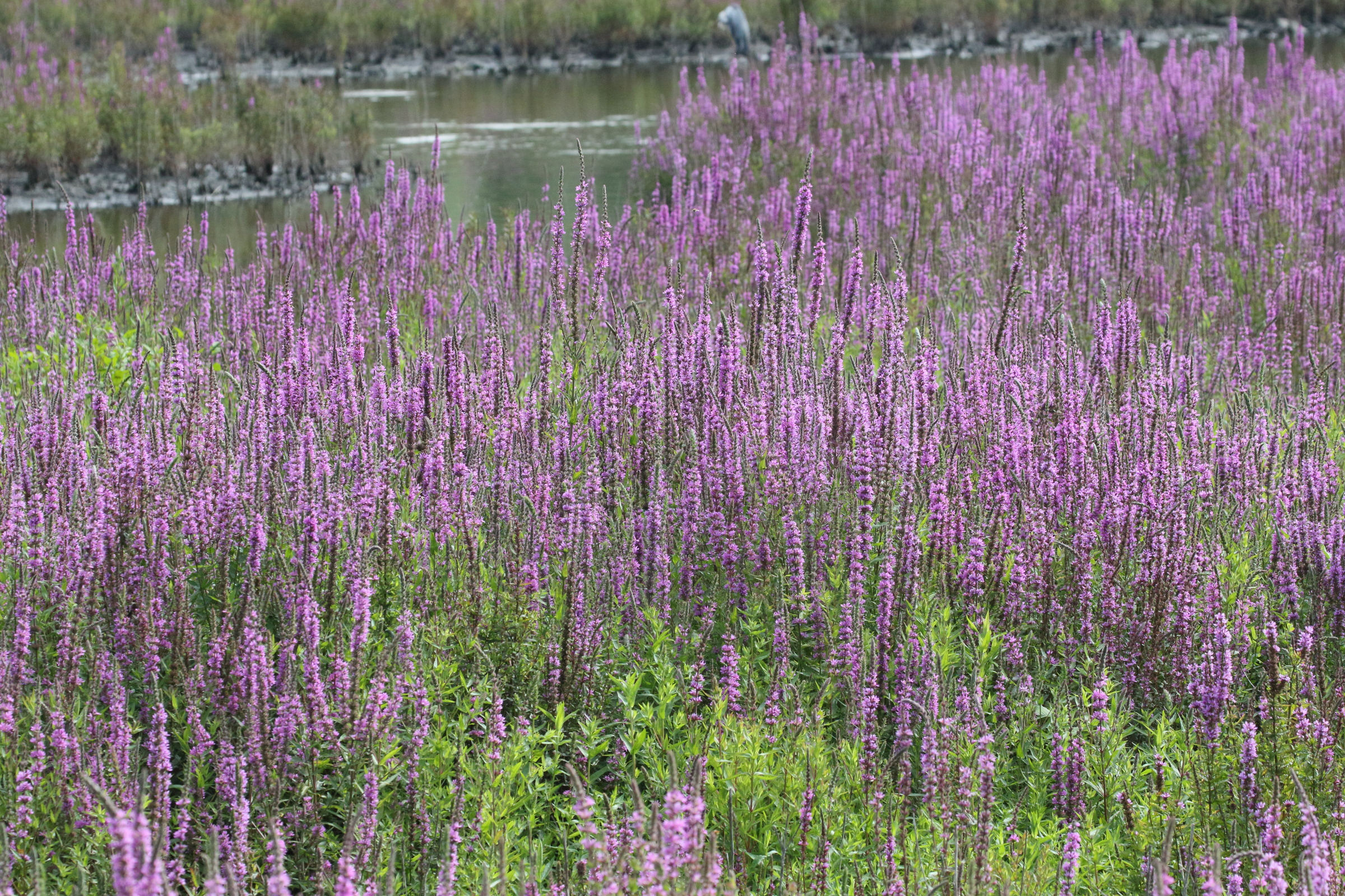 Afficher le média lythrum_salicaria4md lythrum_salicaria4md