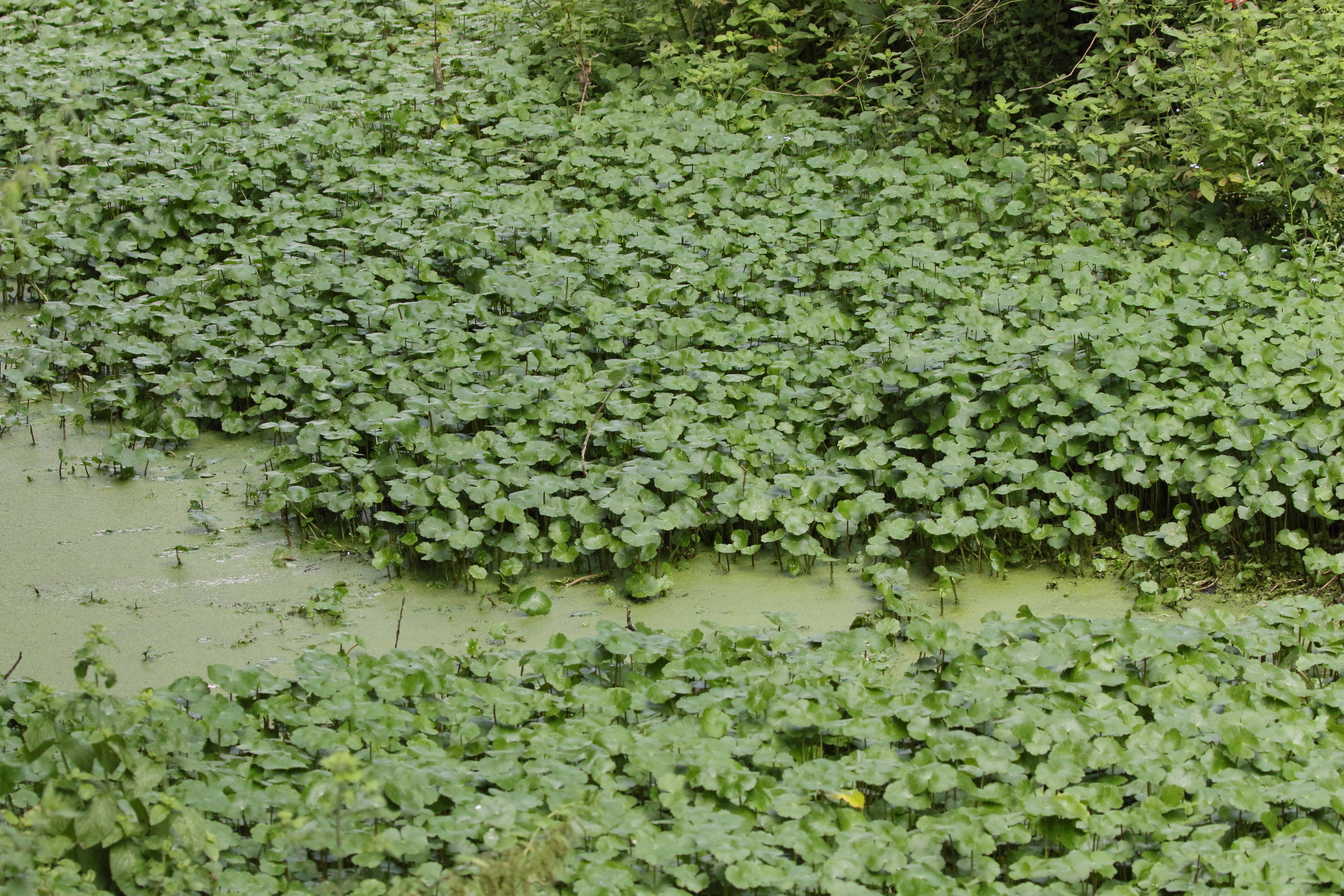 hydrocotyle_ranunculoides1md
