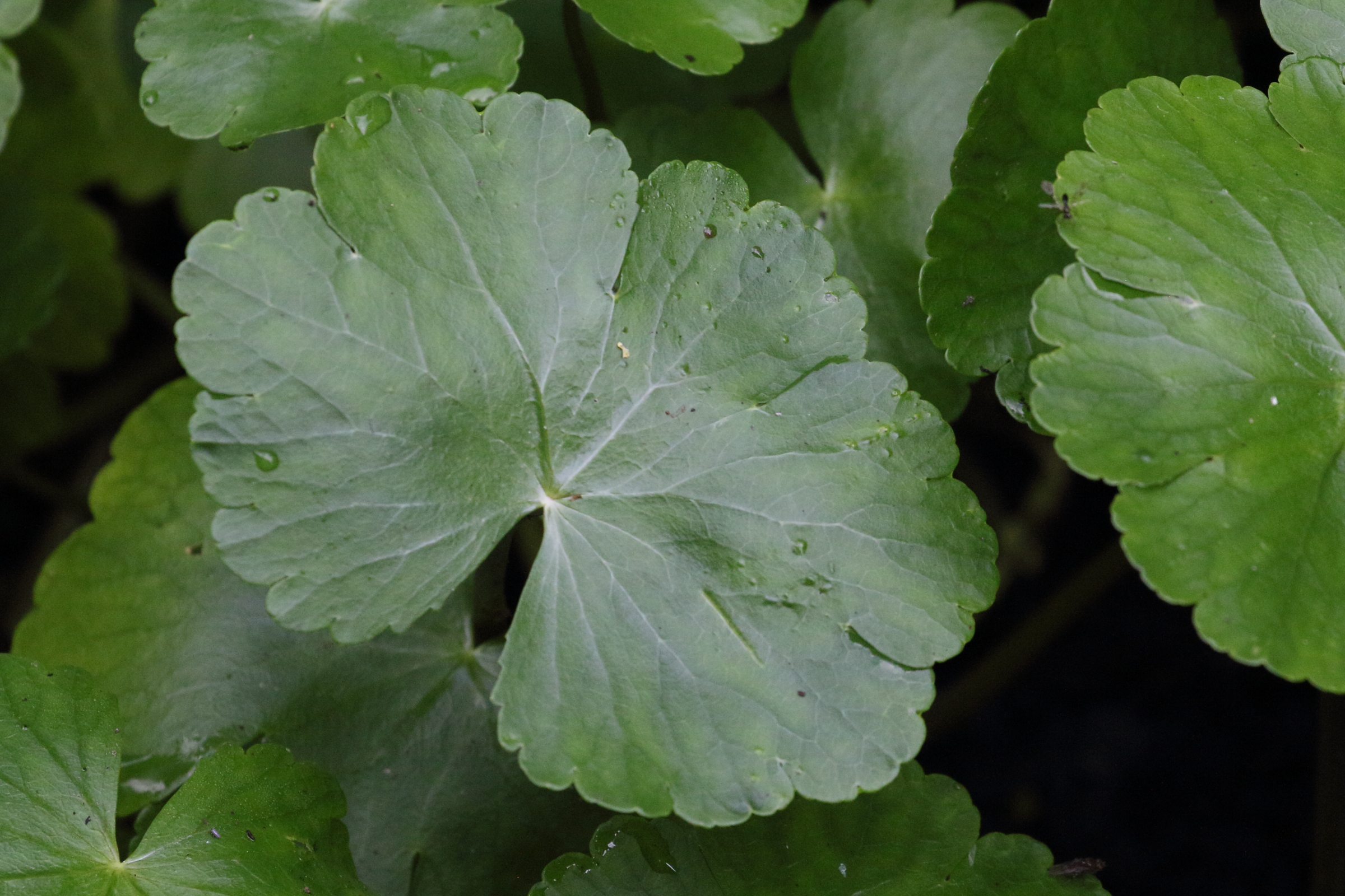 hydrocotyle_ranunculoides5md