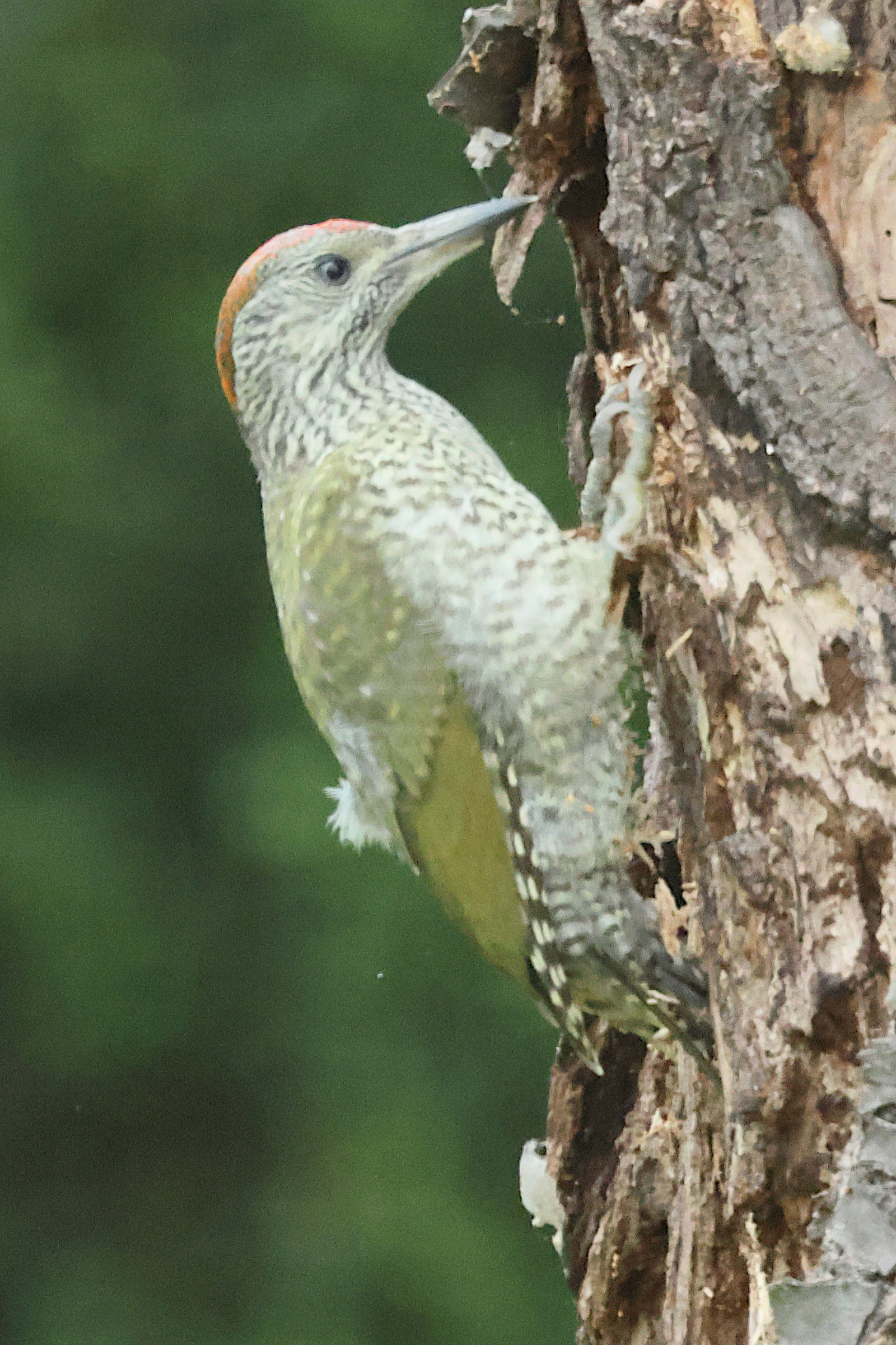 pic_vert_-_picus_viridis13bd