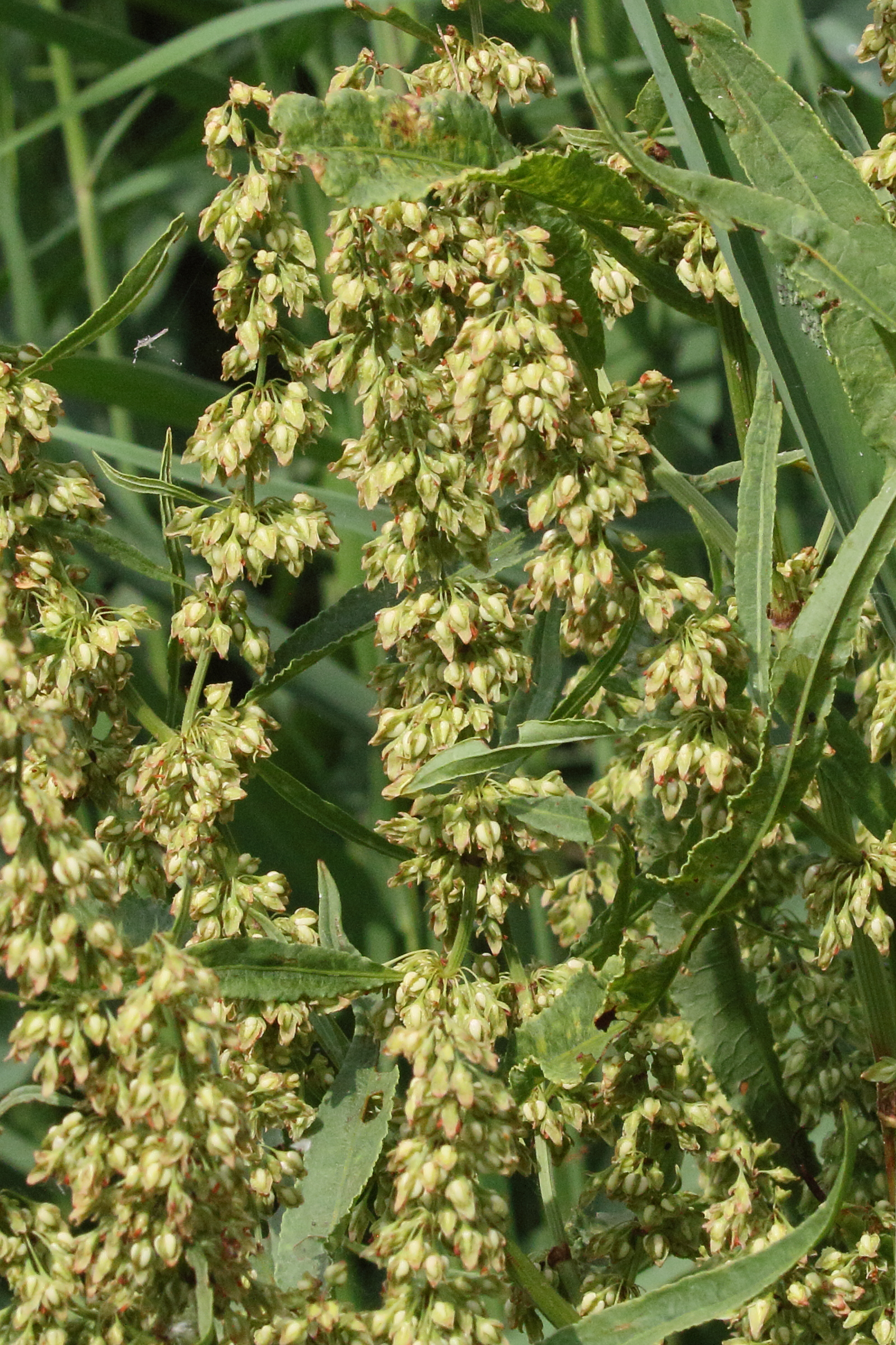 Afficher le média rumex_hydrolapathum4md rumex_hydrolapathum4md