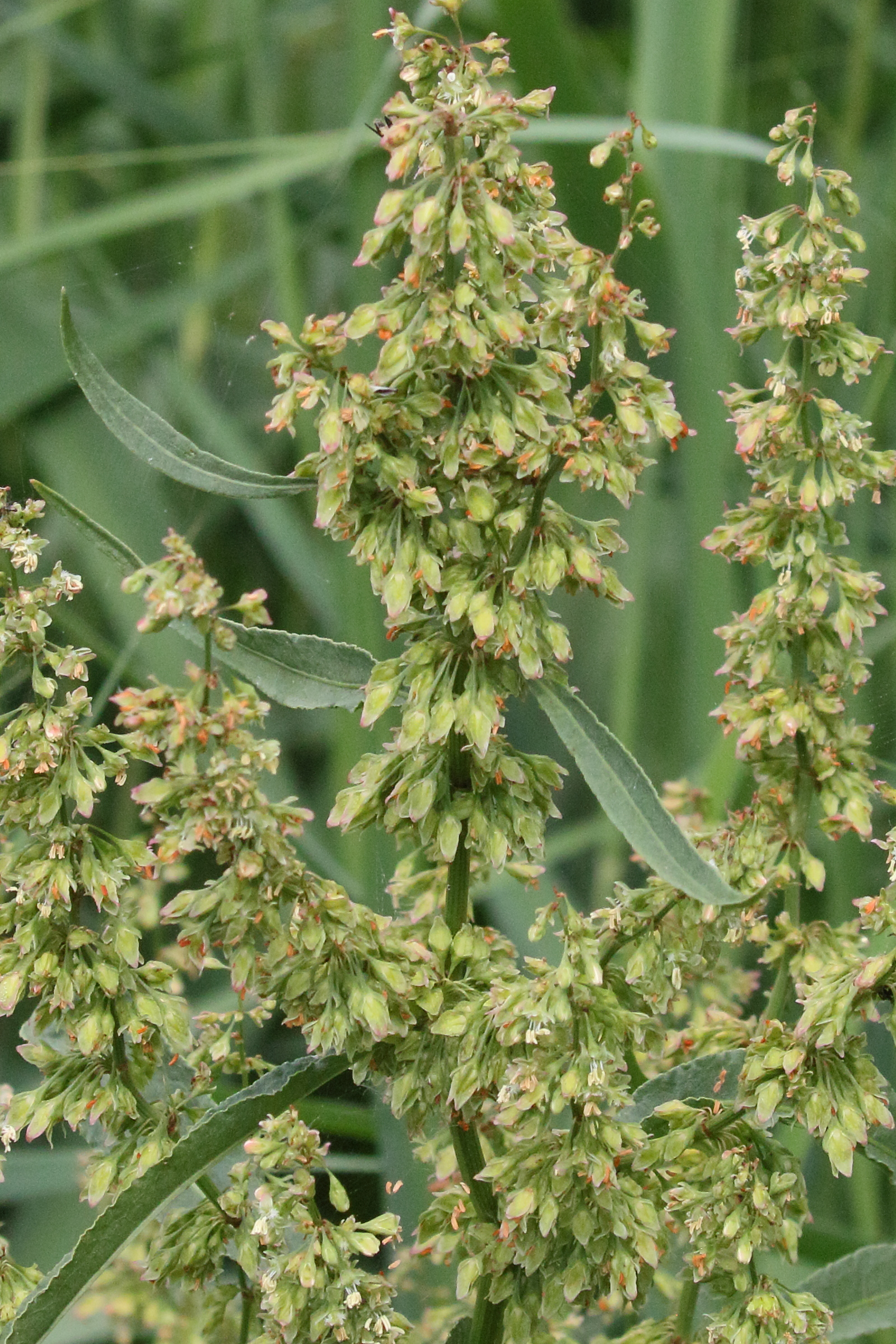 Afficher le média rumex_hydrolapathum5md rumex_hydrolapathum5md