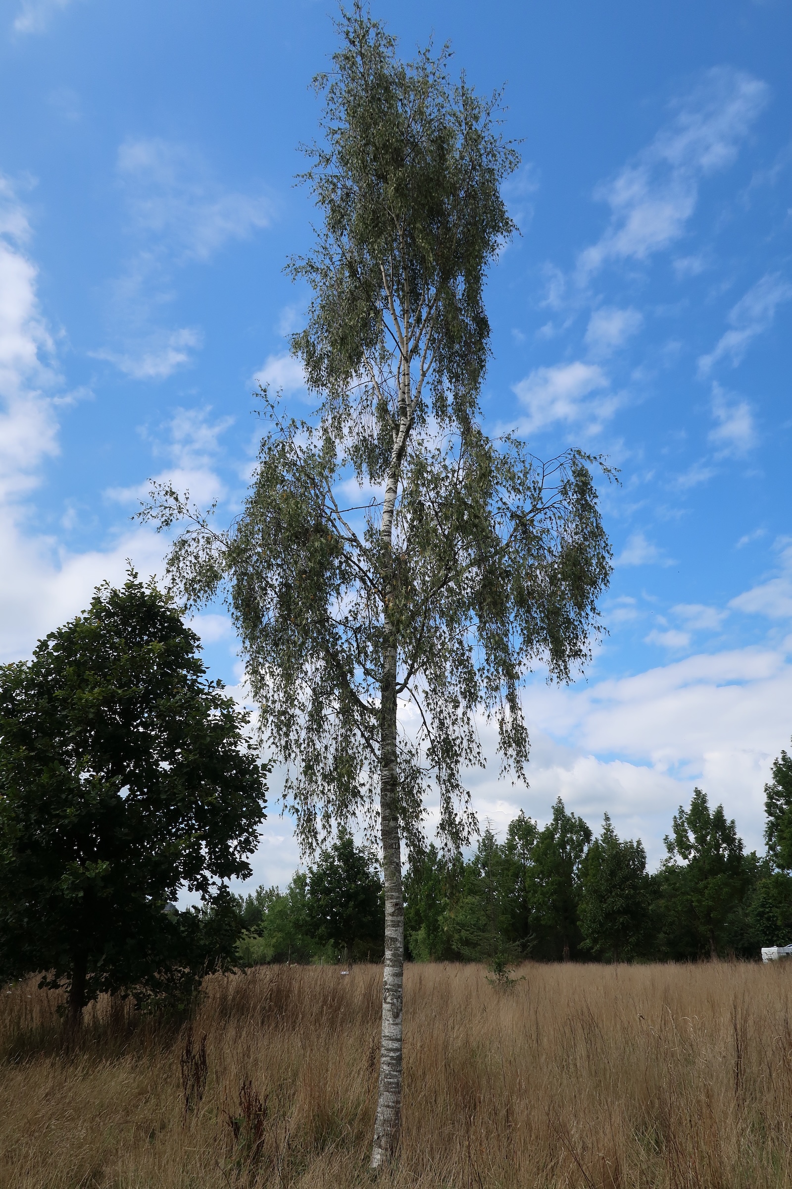 betula_pendula10md
