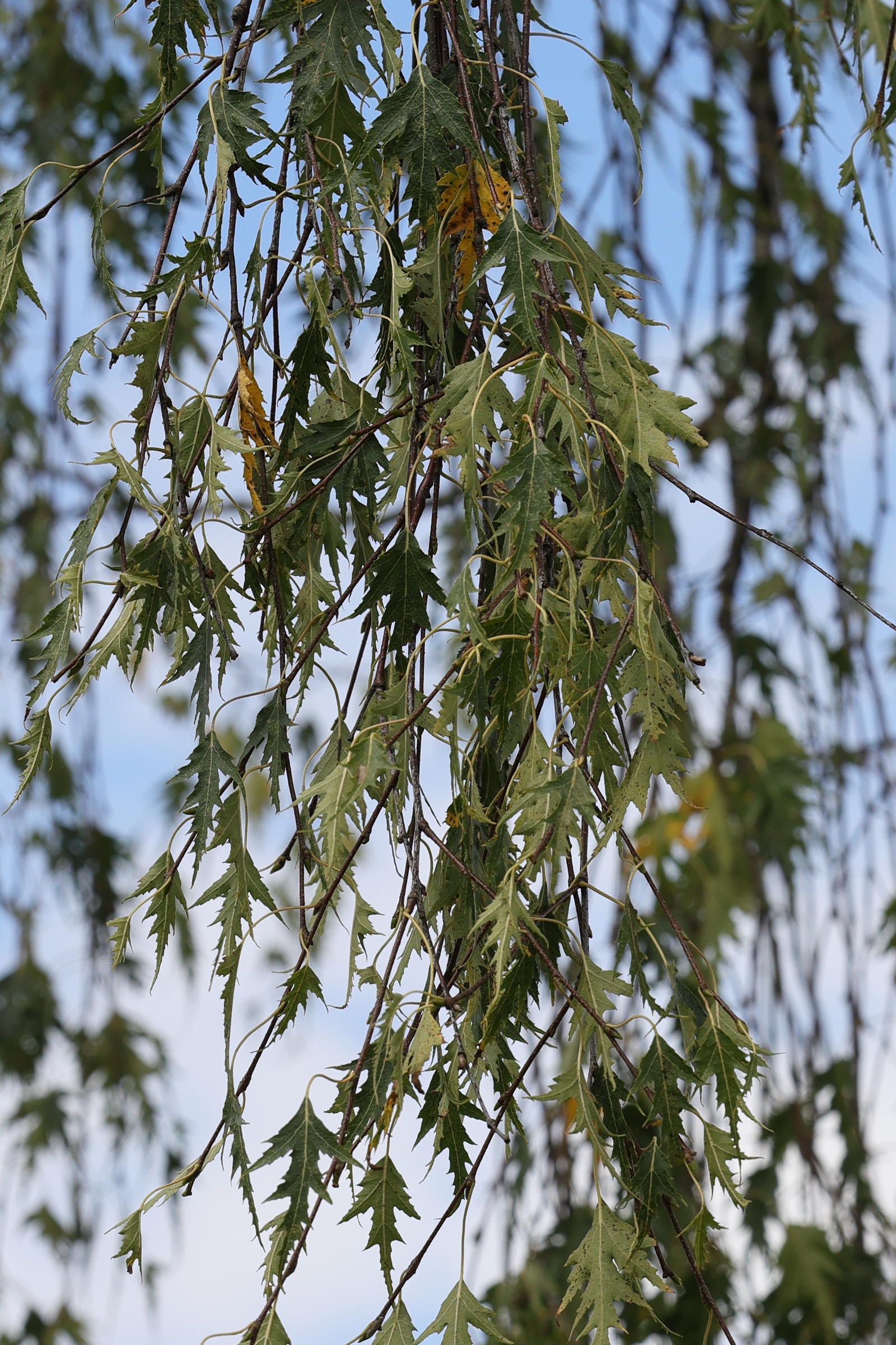 betula_pendula11md