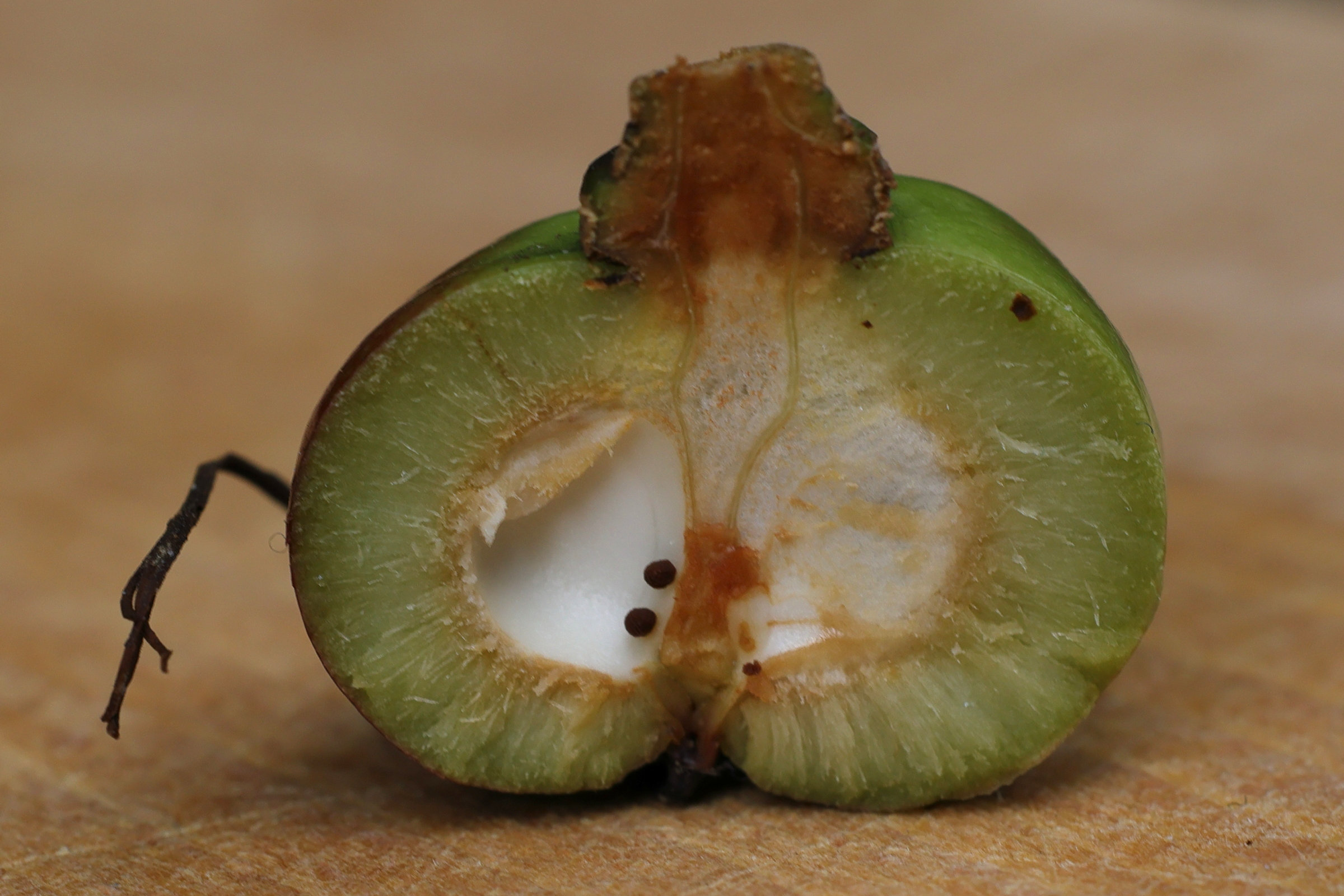 camellia_japonica10md