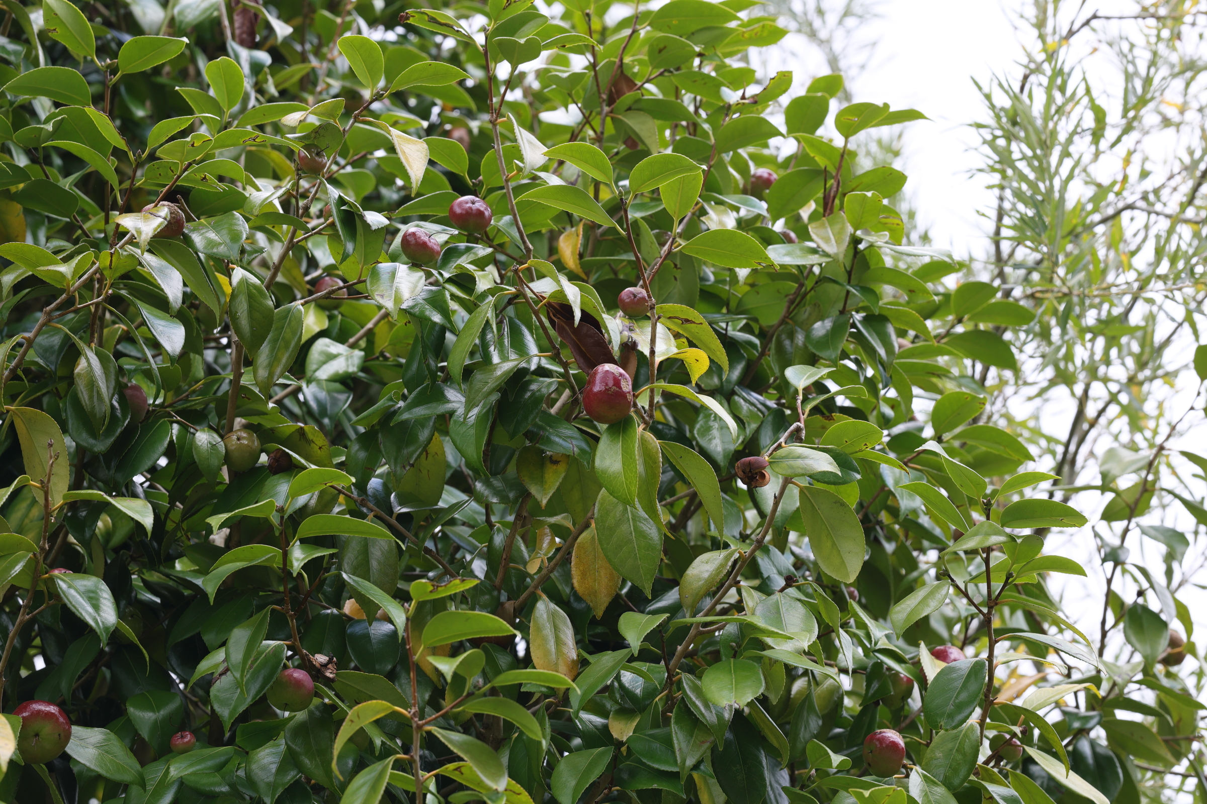 camellia_japonica8md