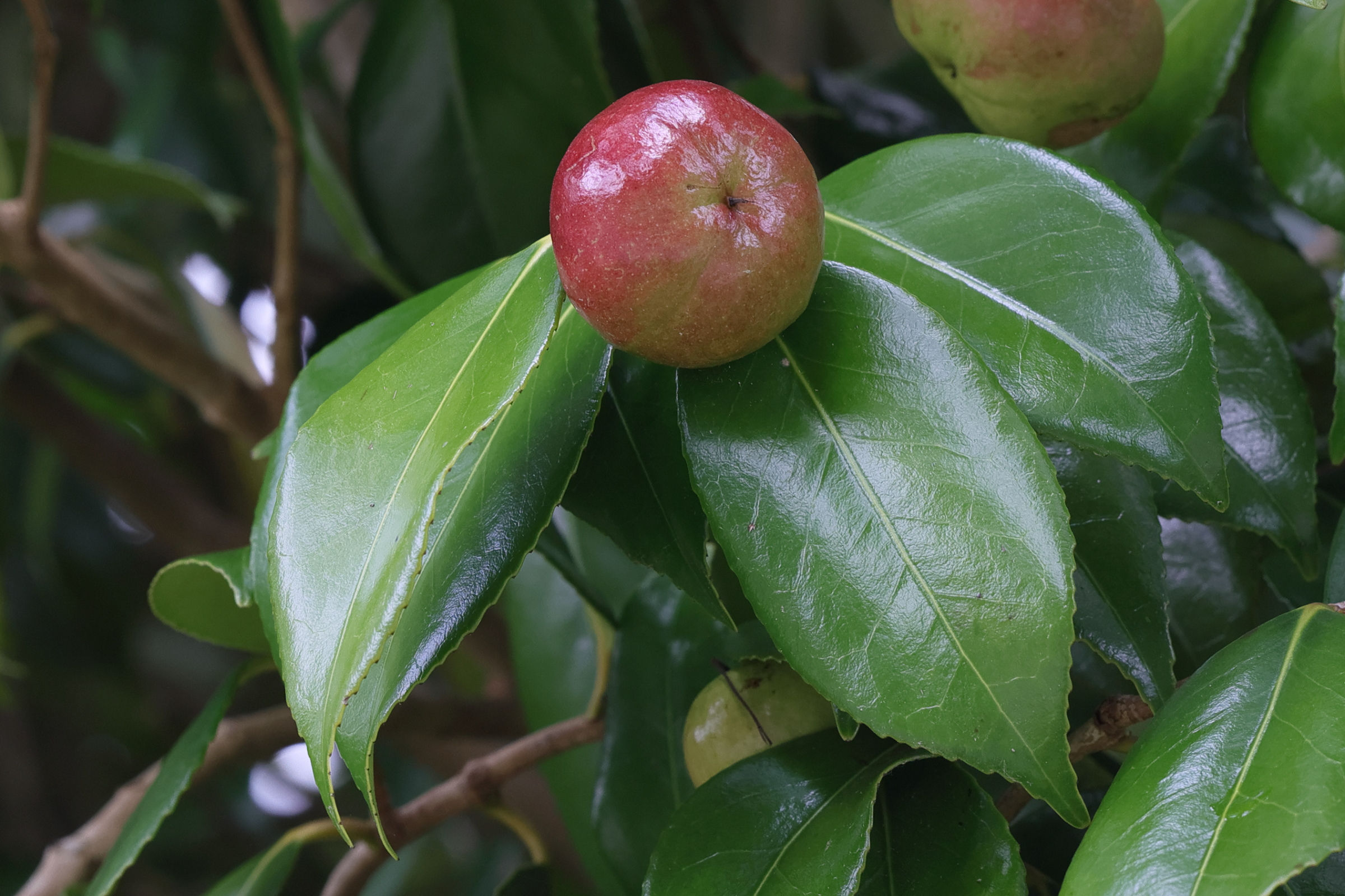 camellia_japonica9md