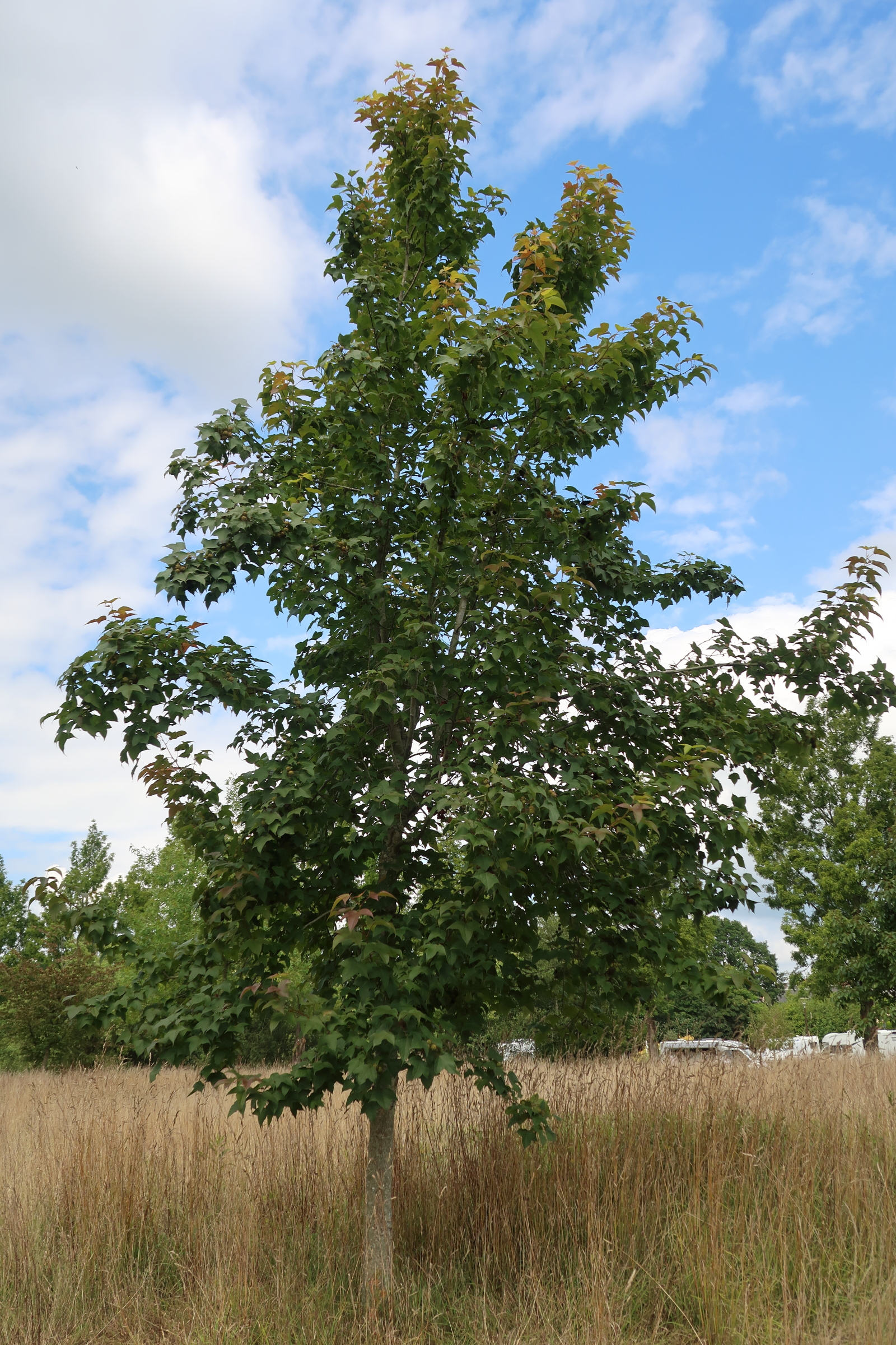 Afficher le média liquidambar_formosana1md liquidambar_formosana1md