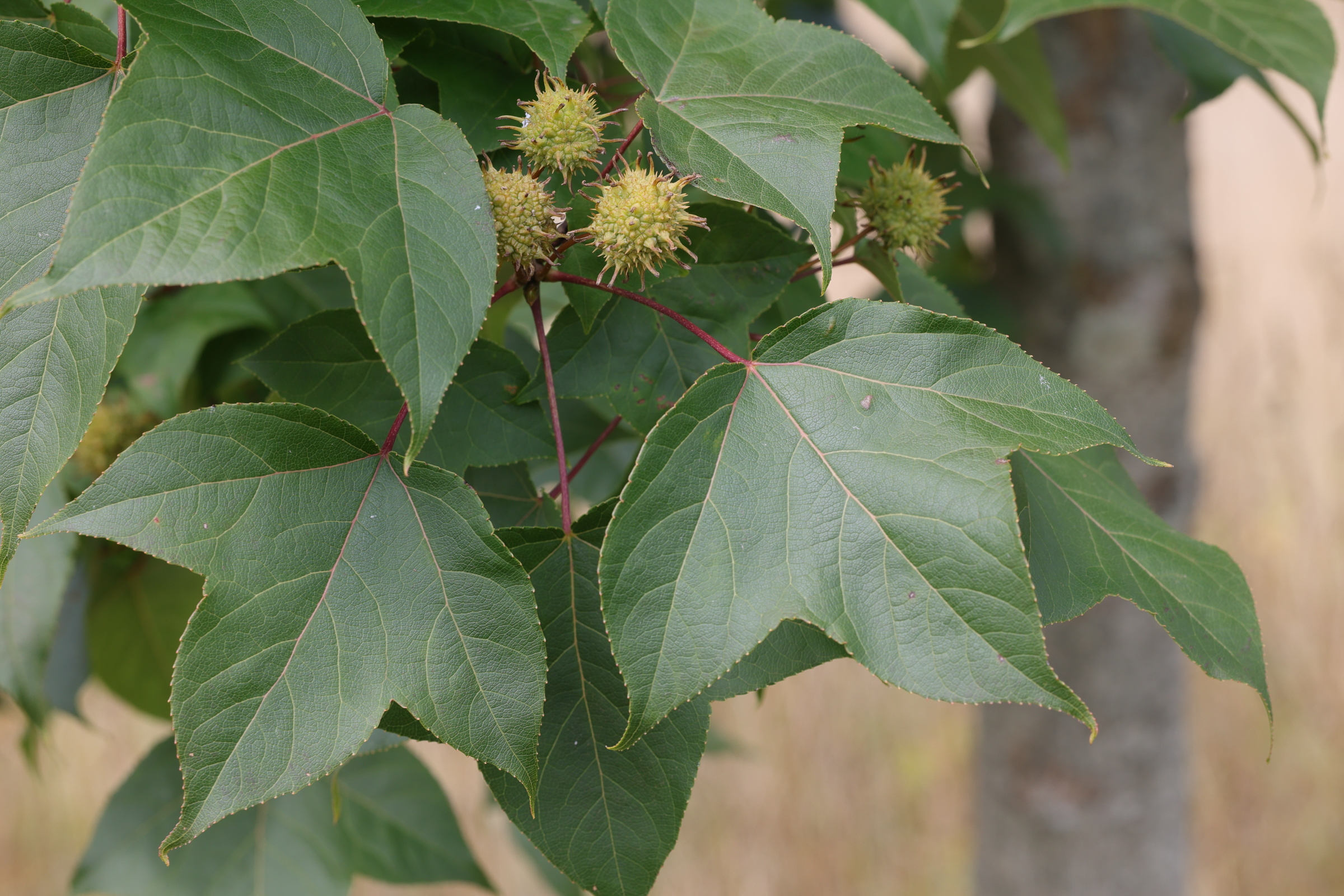 Afficher le média liquidambar_formosana2md liquidambar_formosana2md