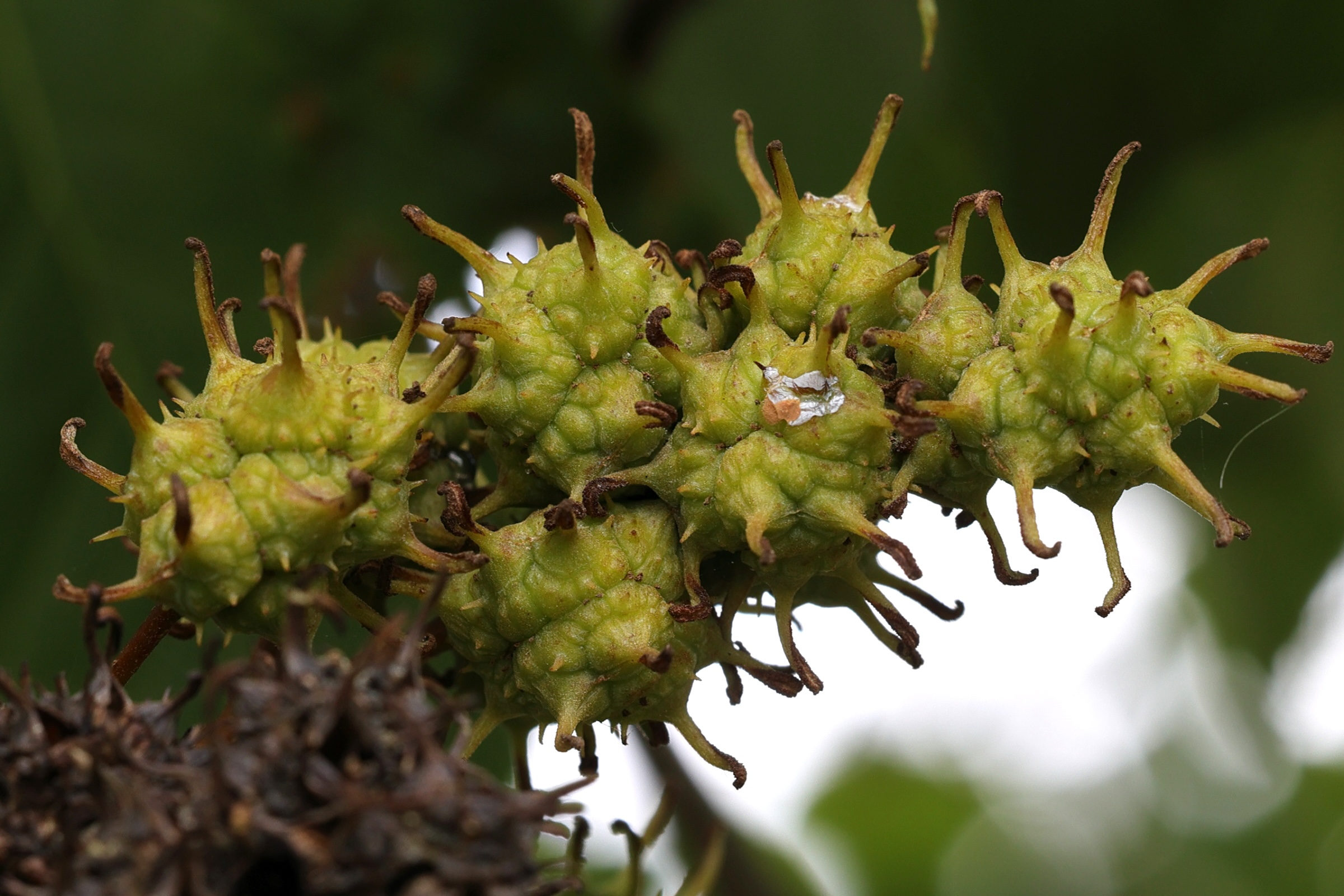 Afficher le média liquidambar_formosana3md liquidambar_formosana3md