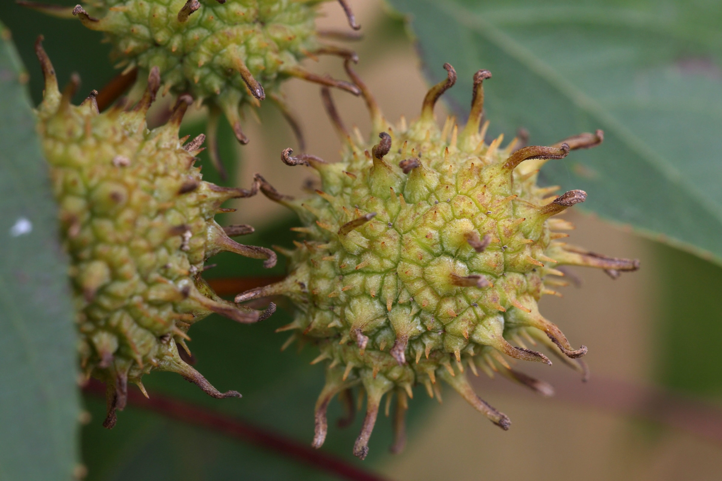 Afficher le média liquidambar_formosana4md liquidambar_formosana4md