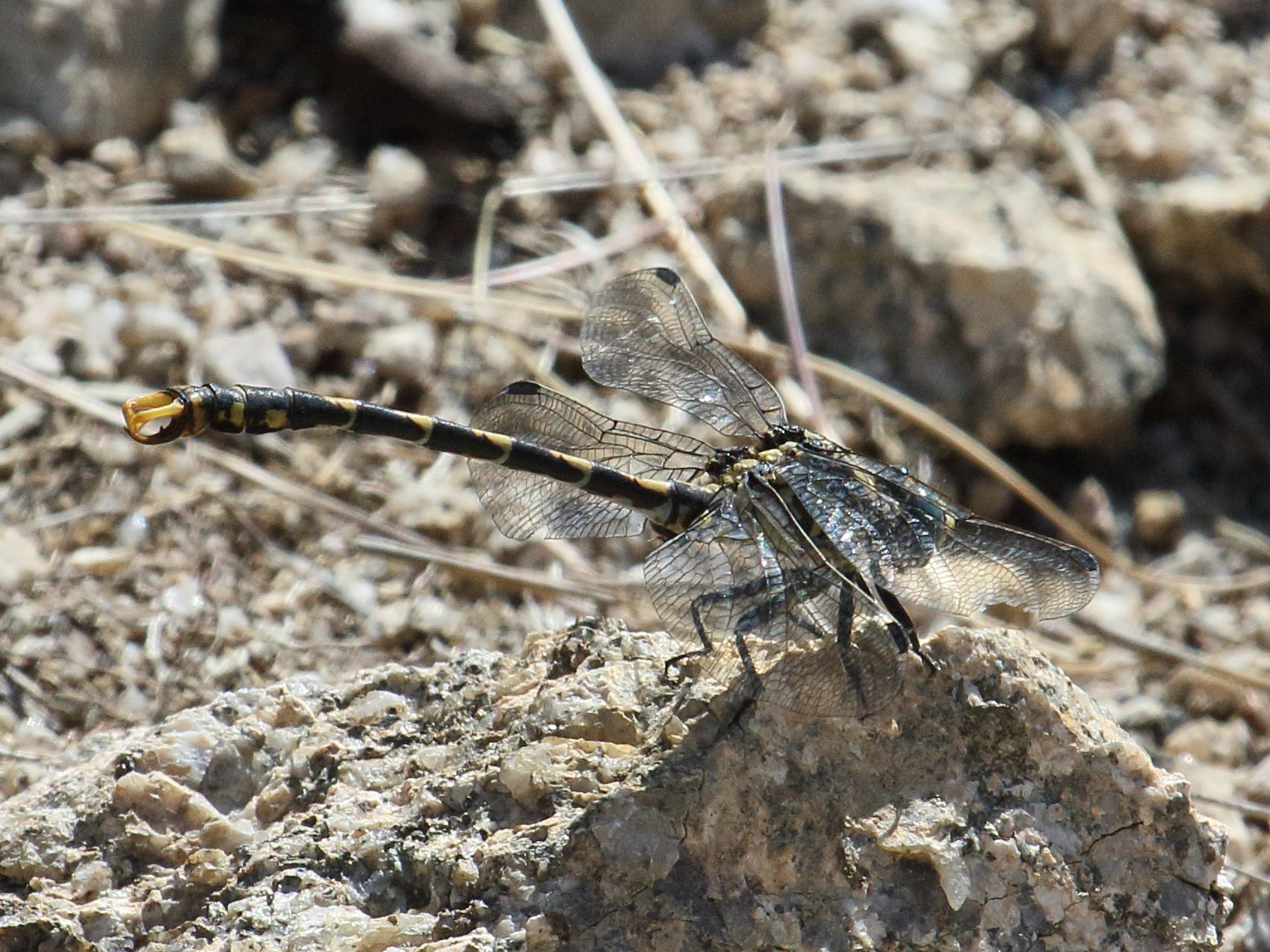 onychogomphus_forcipatus11bd