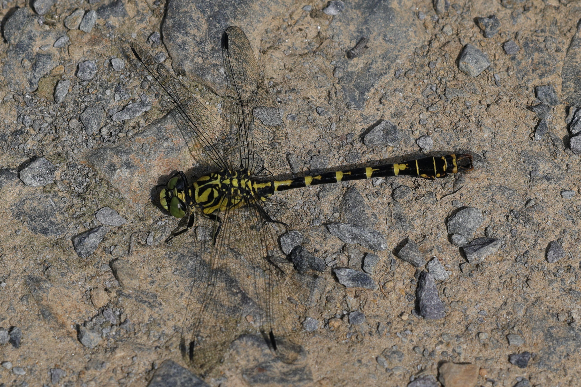 onychogomphus_forcipatus4md
